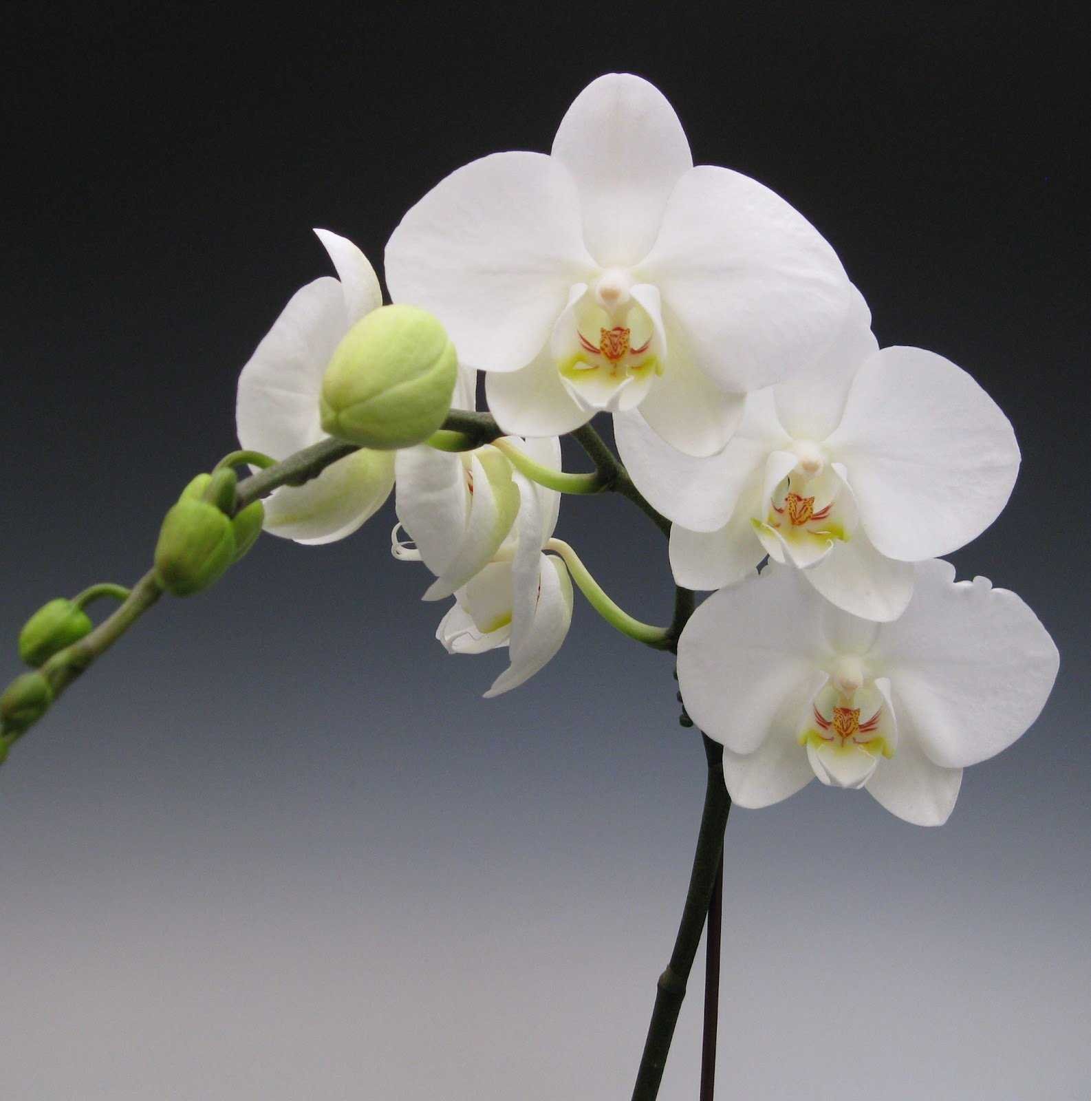 Фаленопсис Монте Карло. Орхидея фаленопсис. Орхидея фаленопсис белая. Фаленопсис Уайт Дрим. Plants орхидея
