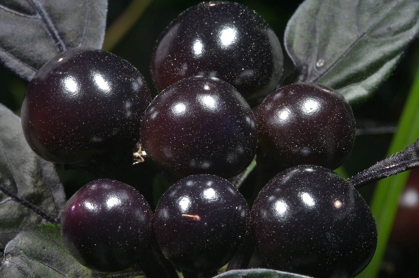 Черный фрукт название. Черная круглая ягода. Чёрные ягоды названия. Ягоды черного цвета. Чёрный фрукт название.