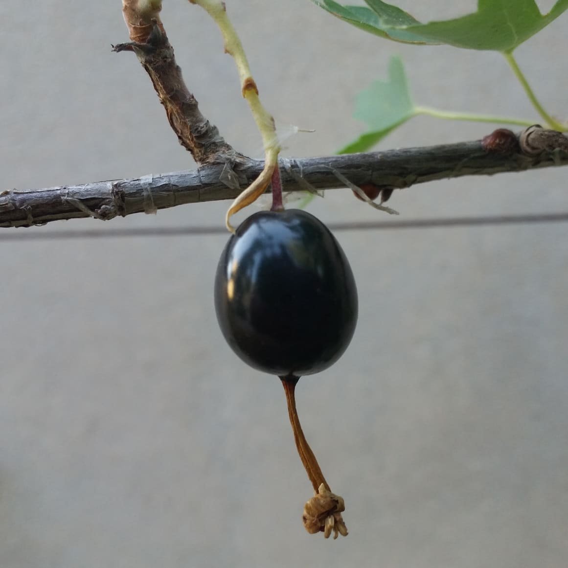 Черная ягода похожая на смородину. Смородина с длинным хвостиком черная. Черная ягода похожая на смородину с длинным хвостиком. Ягода похожая на черную смородину с хвостиком.