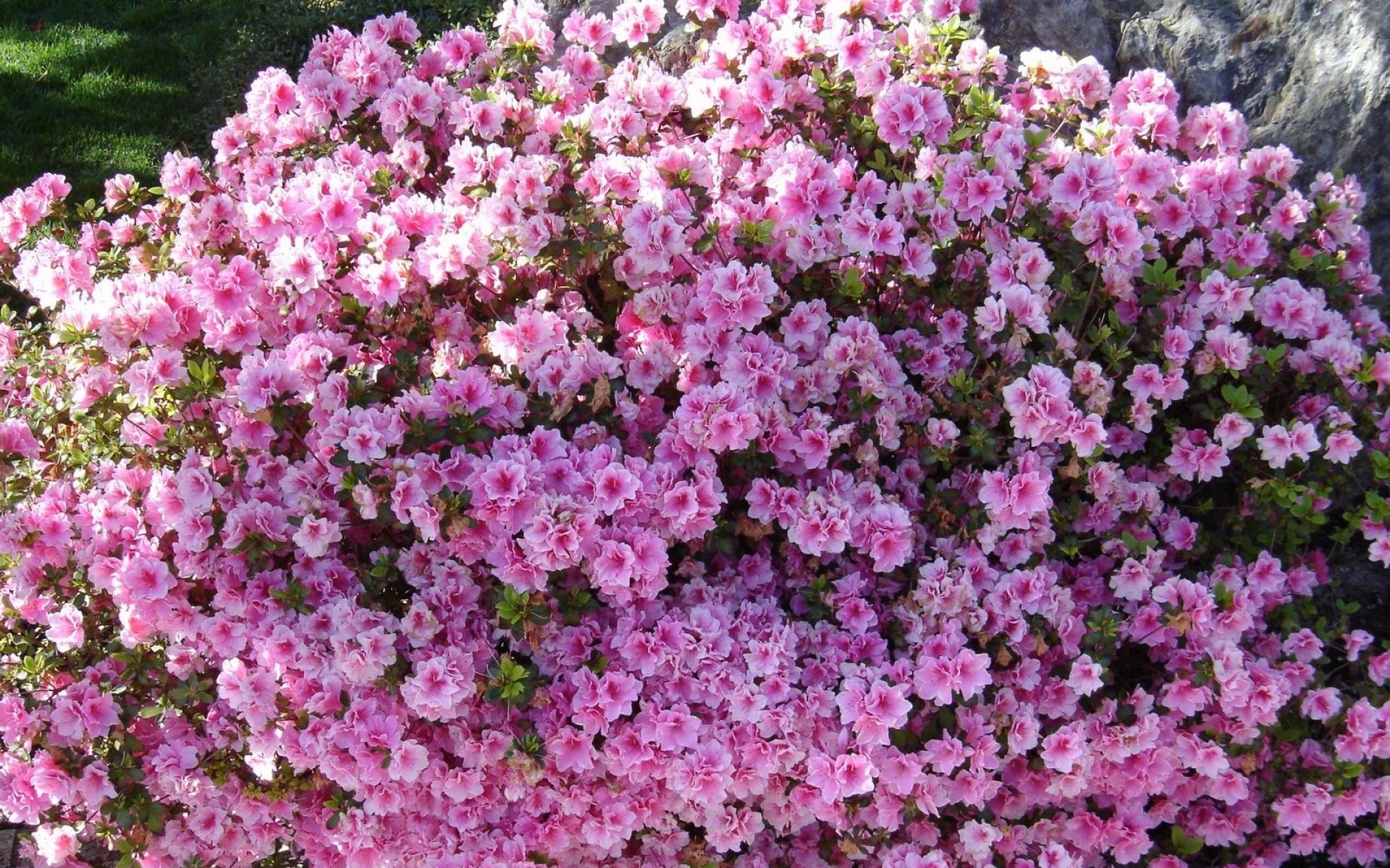 Лаватера многолетняя. Маленькие цветы розового цвета