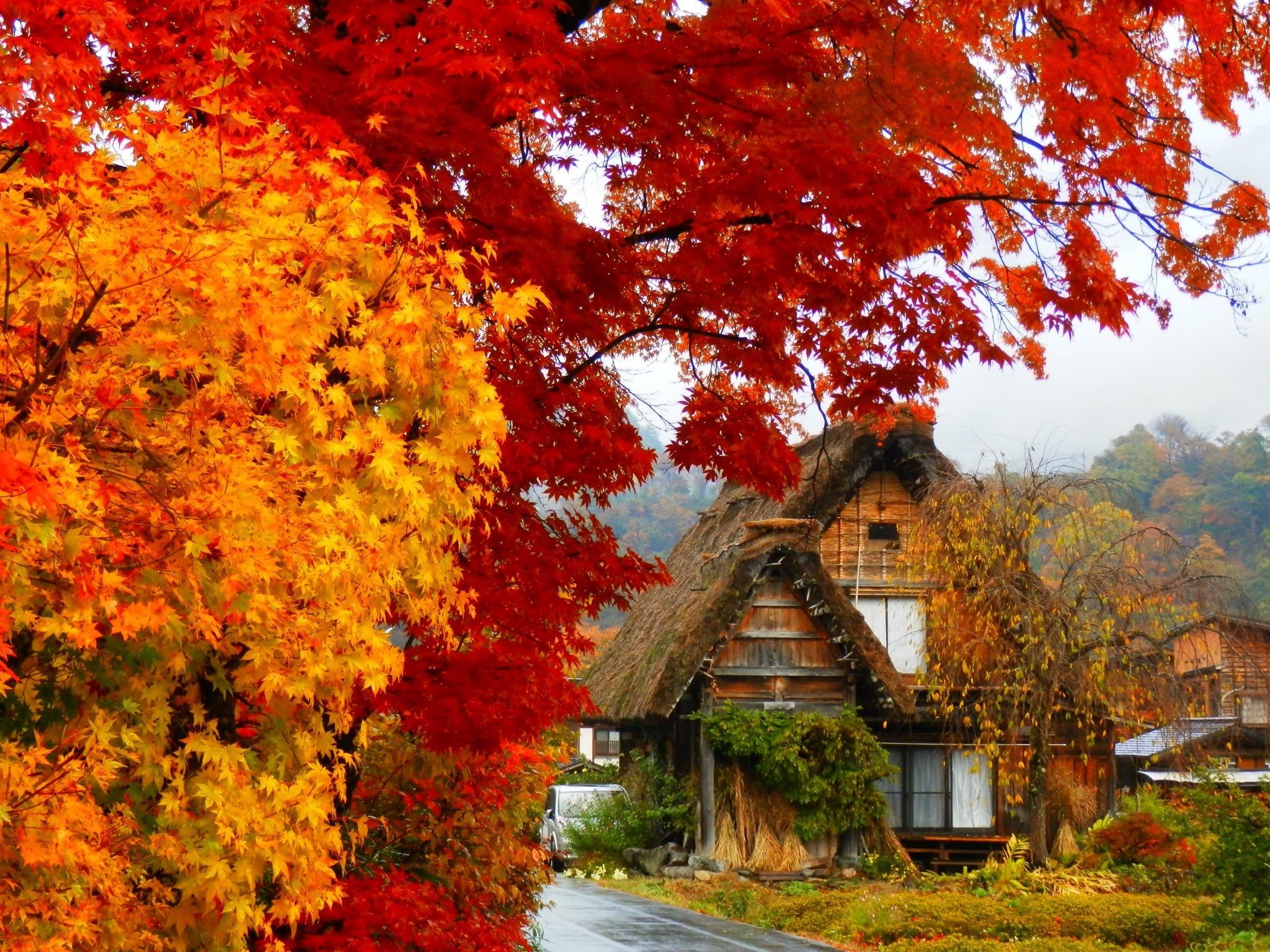 Осенью очень красиво. "Пейзаж с кленом" Харуки Мураками. Осень в деревне. Осенний дом. Дом осенью.