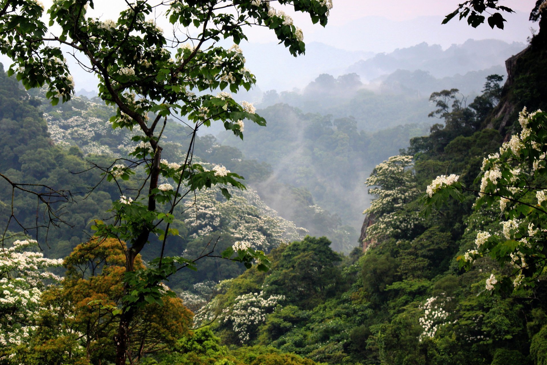 Муссонные леса Японии. Тропические джунгли Юго-Восточной Азии. Тропические леса Юго Восточной Азии. Юго Восточная Азия леса Гималаи.
