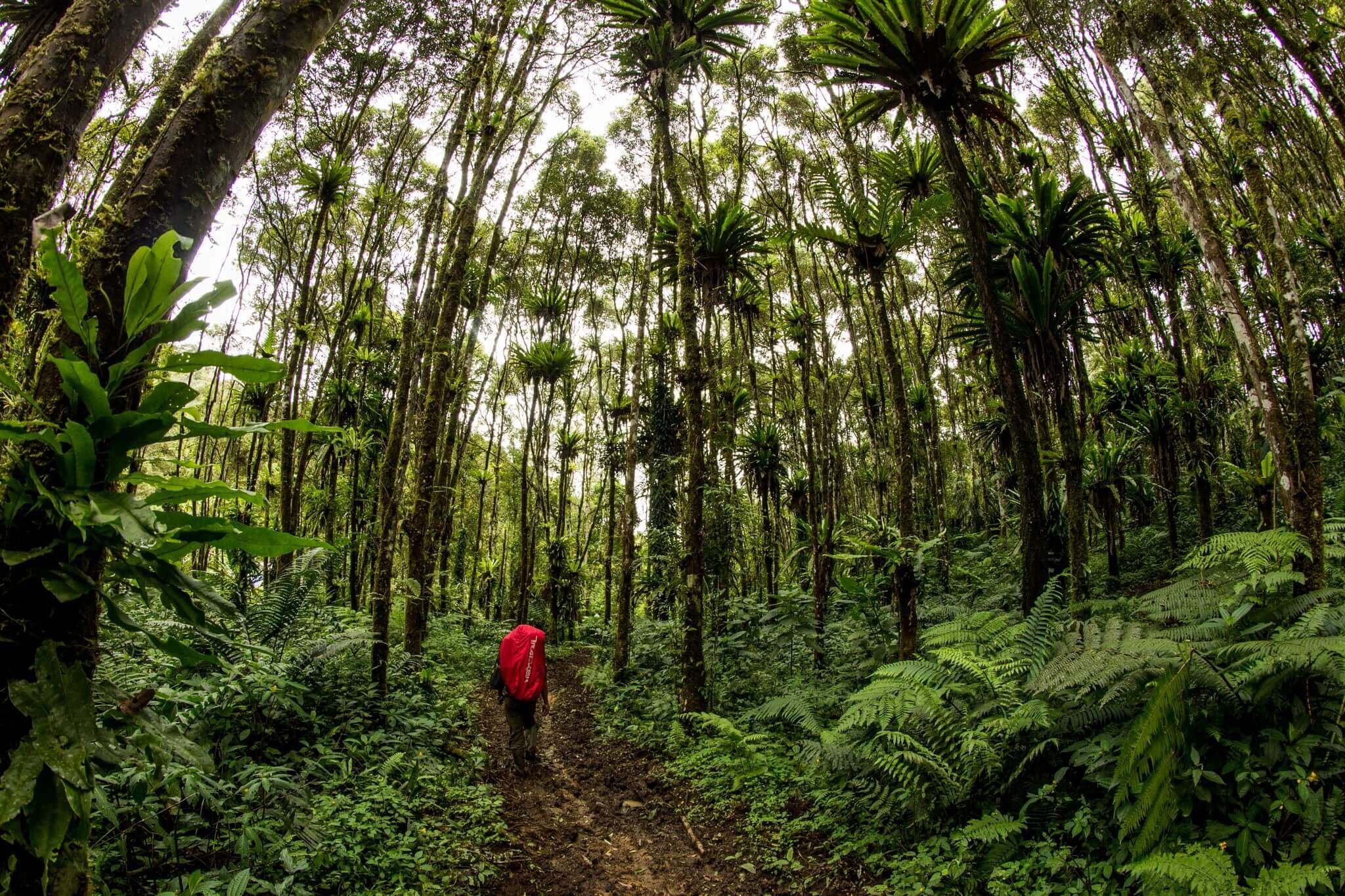 Леса Суматры. Экваториальный лес Суматра. Девственные влажно-тропические леса Суматры. Джунгли Суматры. Природная зона влажные экваториальные тропические леса