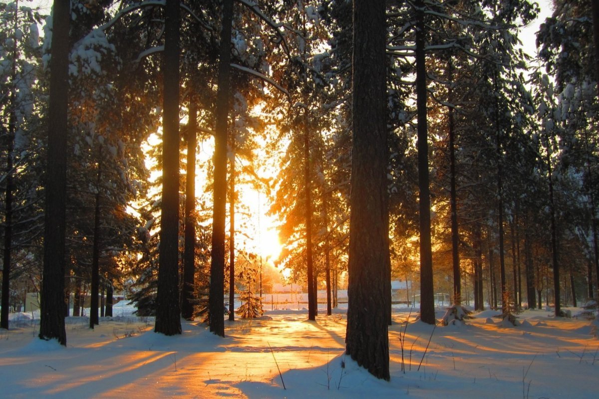 Зима в лесу. Зимний лес солнце. Заснеженный лес. "Солнце в лесу".