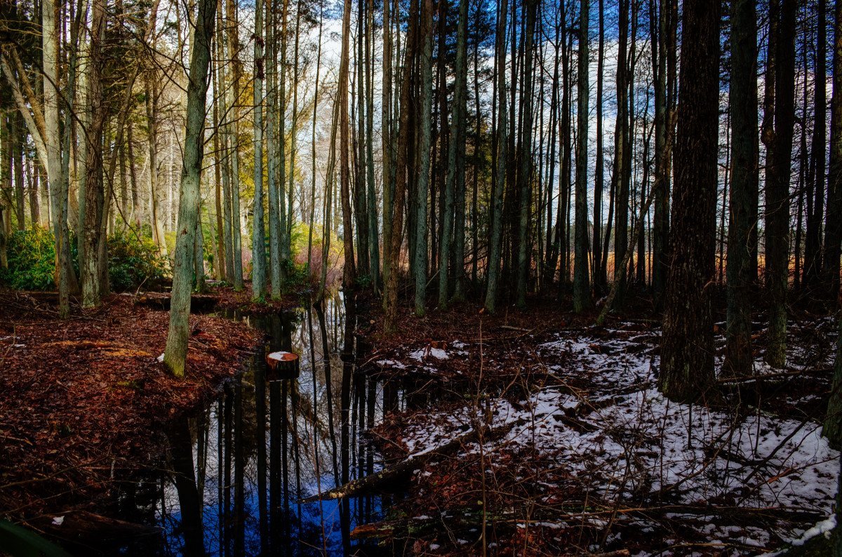 Древние болота. Болотистые леса Румыния. Заболоченность тайги. Болото в лесу. Заболоченный лес.