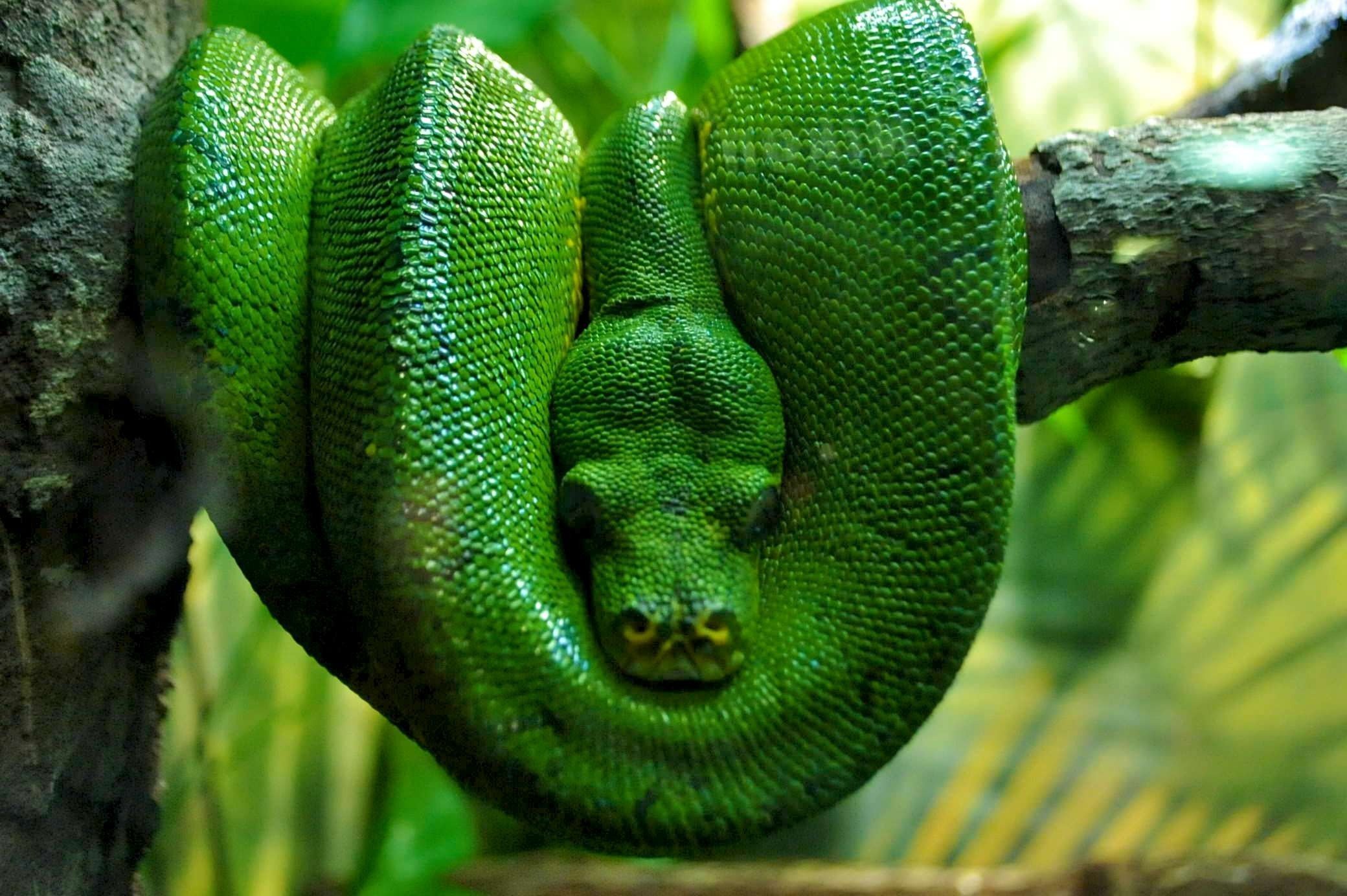 Змеи в тропическом лесу. Зелёный питон пресмыкающиеся?. Собакоголовый удав. Фауна экваториальных лесов Южной Америки. Зеленая мамба, рептилия, Elapidae.