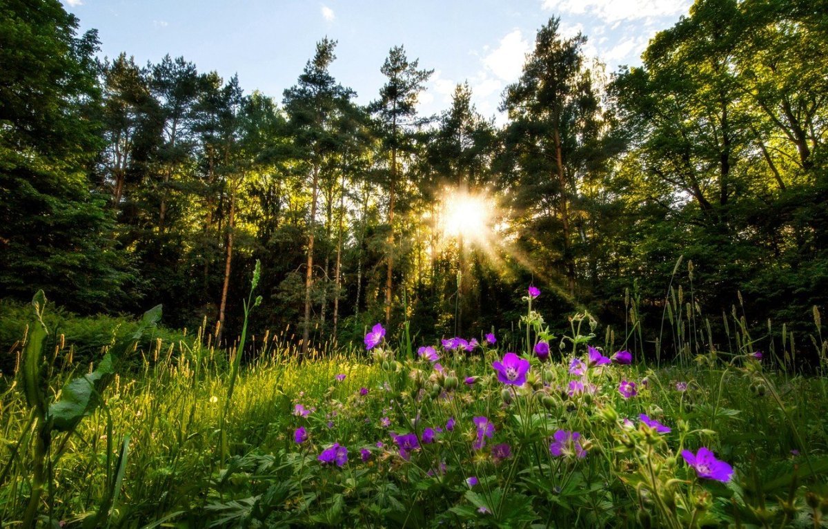 Ароматная роща. Природа Южного Урала Солнечная Поляна. Поляна в лесу. Лето в лесу. Лесная Поляна с цветами.