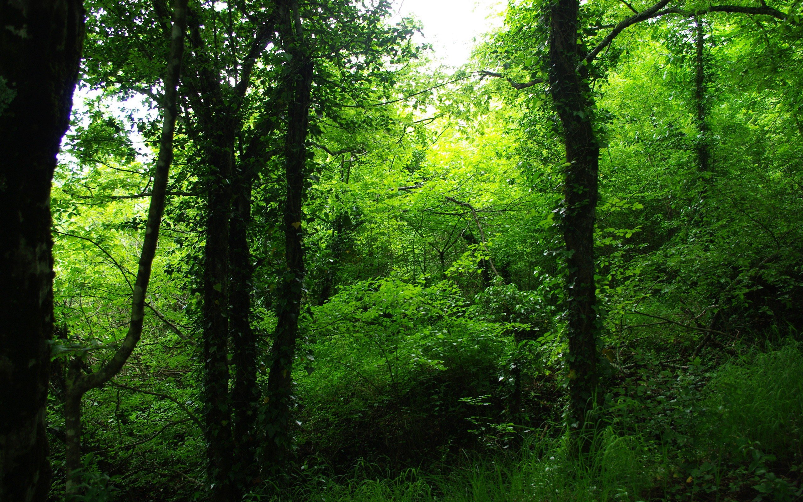 Хвойно широколиственный лес - 51 фото