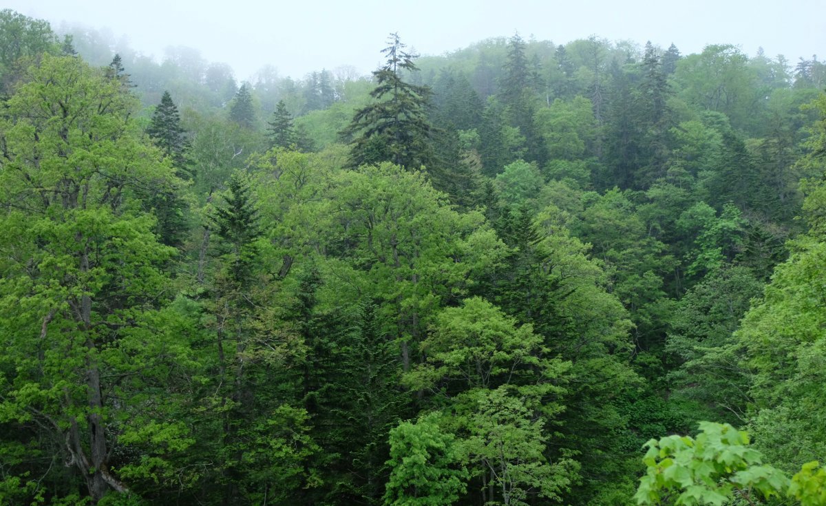 Хвойно широколиственные. Леса Японии Хоккайдо. Широколиственные и хвойные леса в Японии. Хвойные леса Японии Хоккайдо. Хвойно-широколиственный лес.