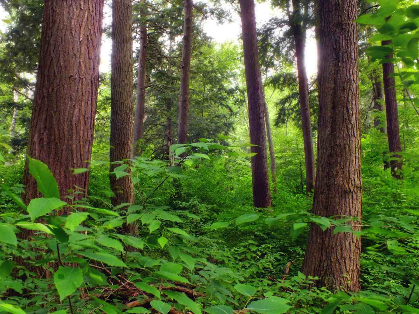 Хвойно широколиственные леса произрастают. Широколиственный лес. Лес Аллегейни. Лиственные леса Лопухинка. Подлесок лиственного леса.