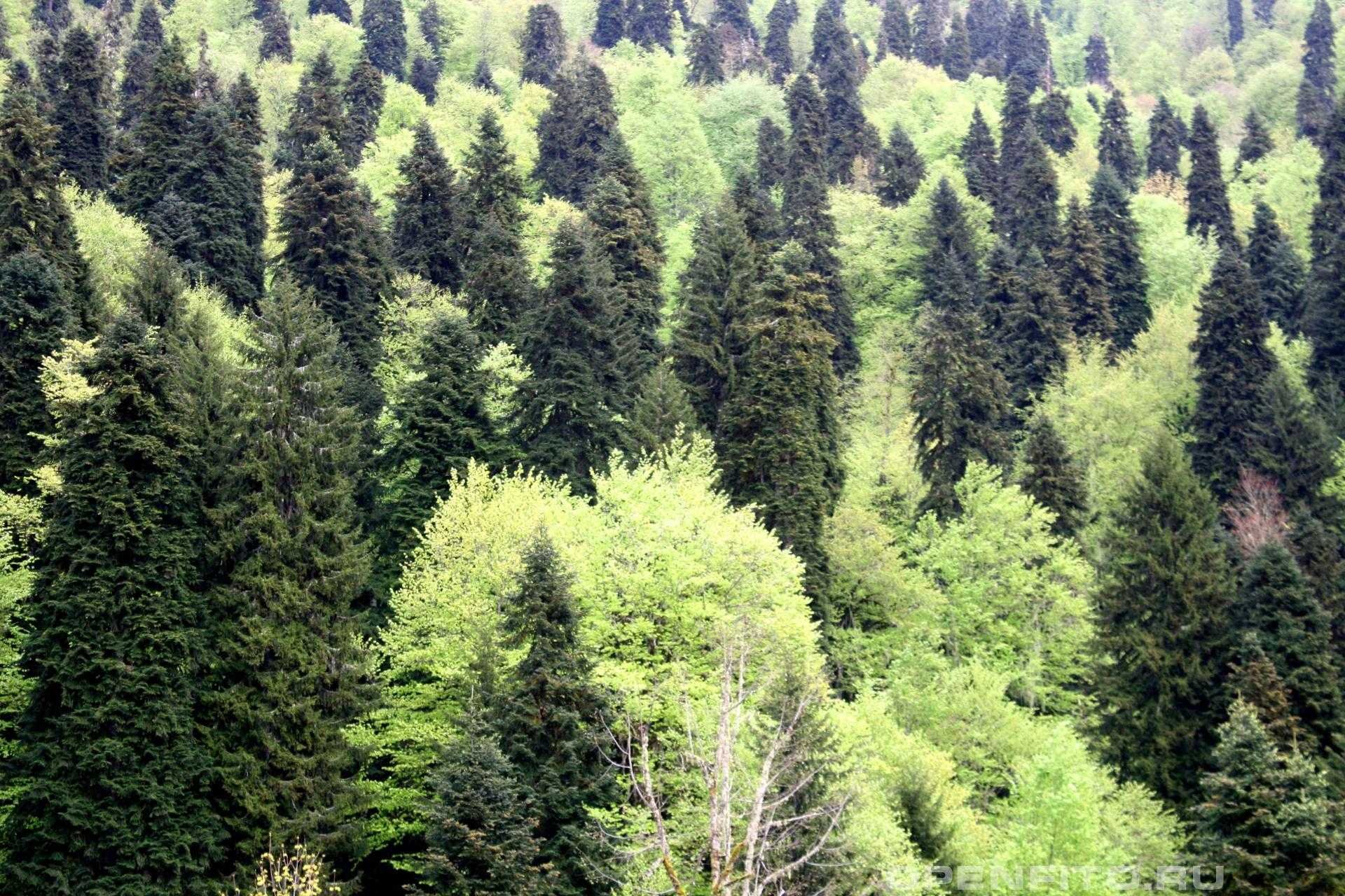 Хвойно широколиственный лес - 51 фото