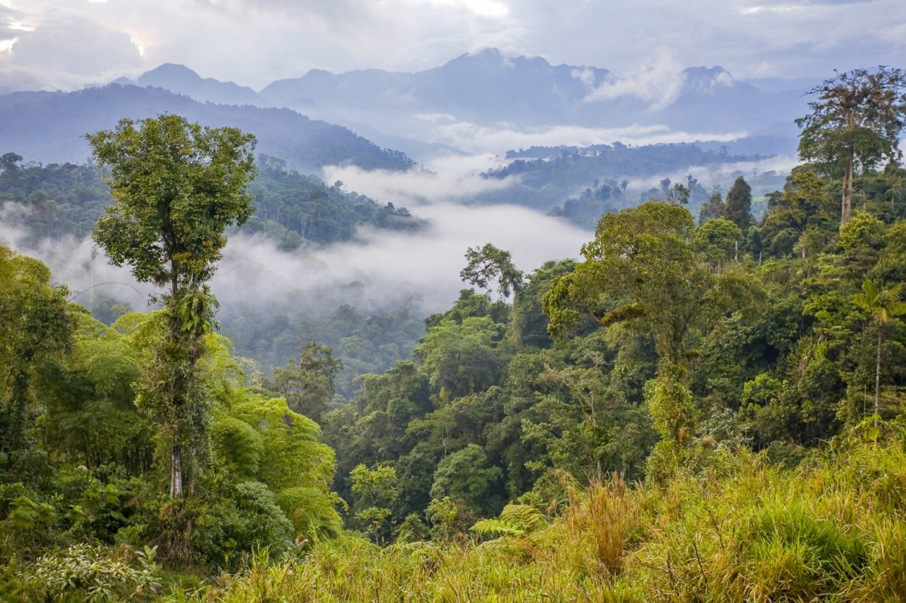 Вечнозеленая страна. Тропические леса амазонки, Южная Америка. Национальный парк Монтеверде (Коста-Рика). Сельва Южной Америки. Джунгли Амазонии в Южной Америке.