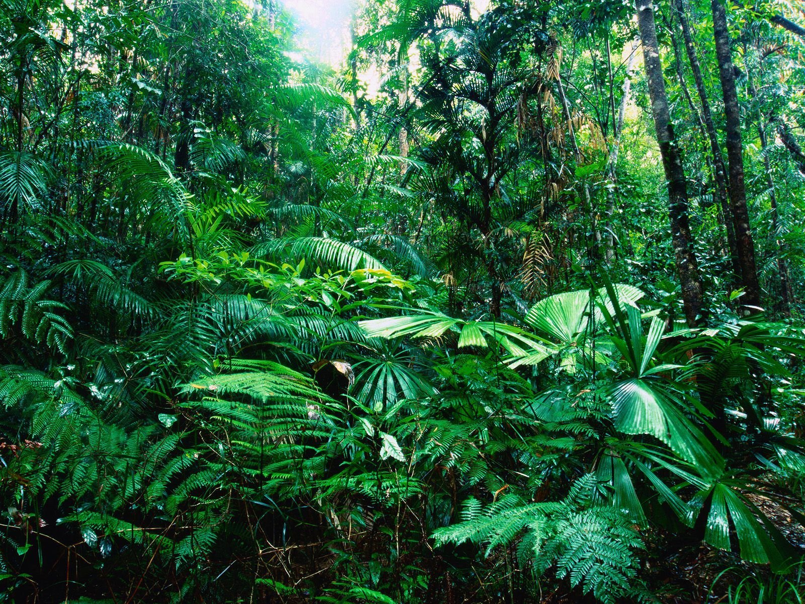 Гилея в Африке. Тропикал Рейнфорест. Экваториальный лес Сельва растения. Сельва Южной Америки.