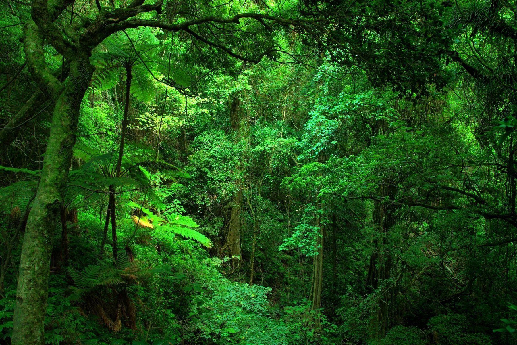Широколиственные леса Австралии. Листопадные тропические леса. Субтропические леса Австралии. Субтропики лес Австралия.