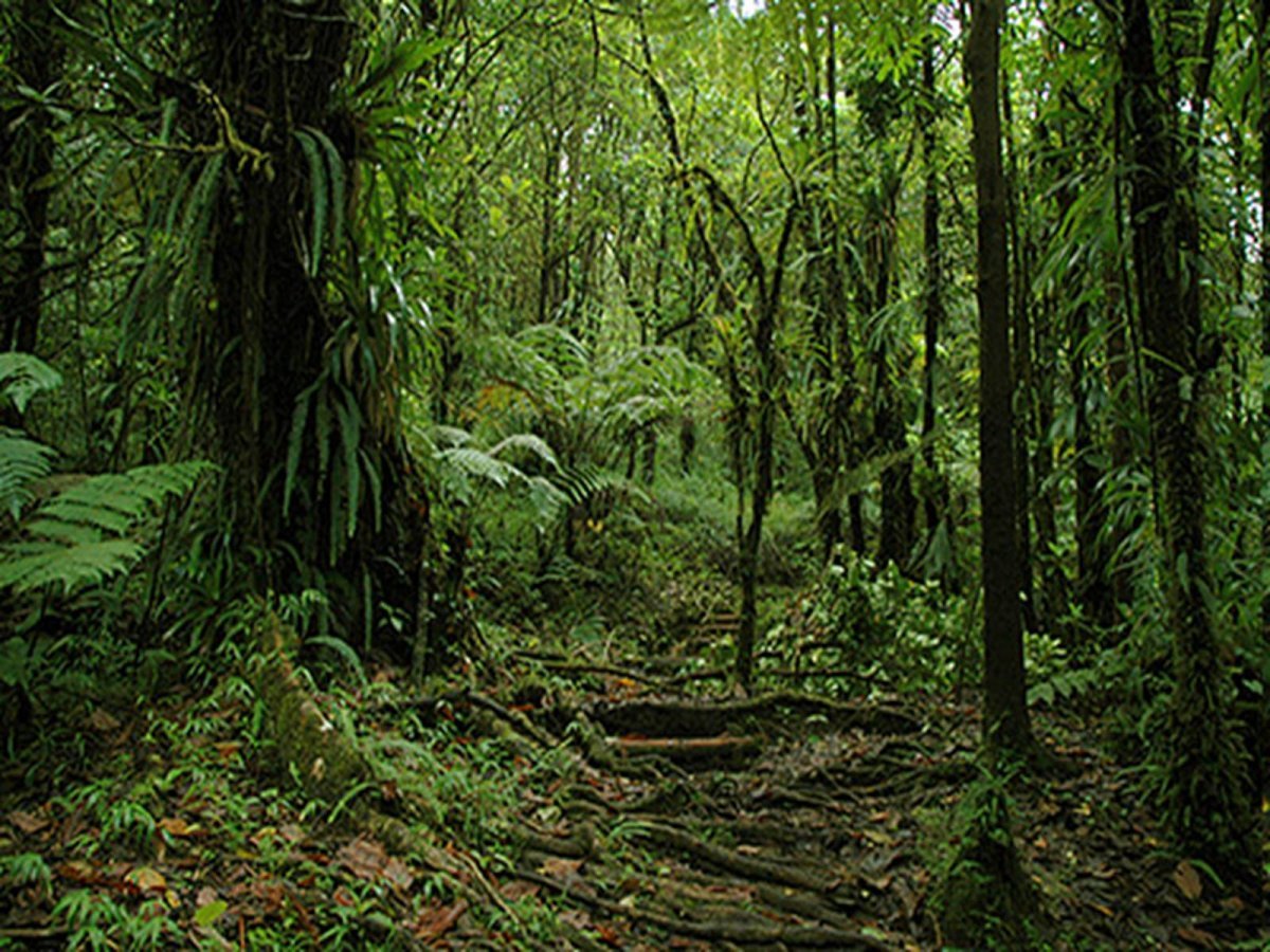 Вечнозеленые тропические дождевые леса. Нижний ярус тропического леса. Вечнозеленые муссонные леса. Тропические полувечнозеленые тропические леса.