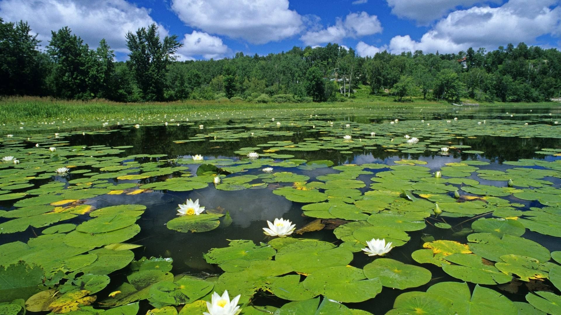 Розовое болото. Озеро Селигер кувшинки. Растительность озера Селигер. Водокрас, Лотос водные растения.