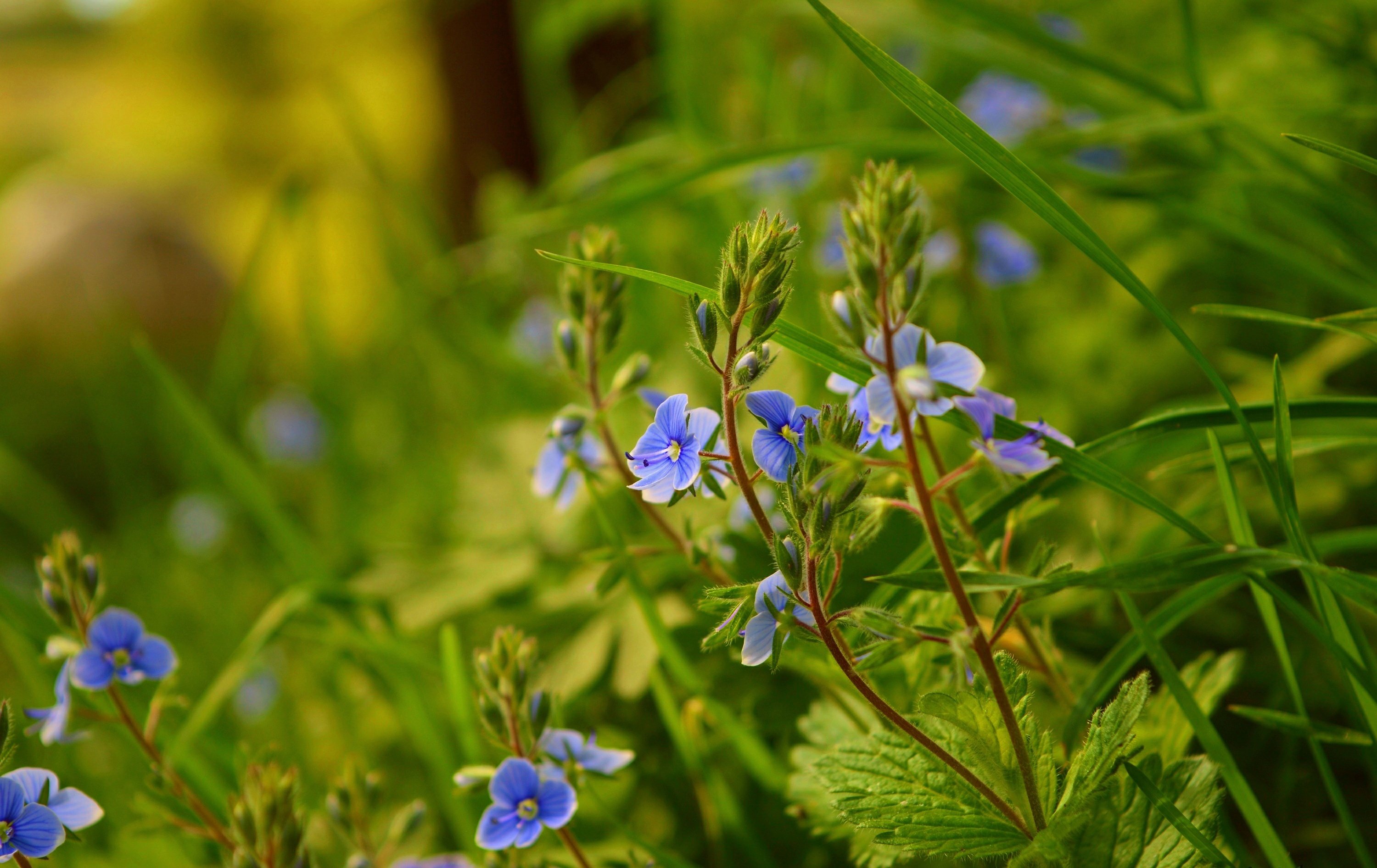 Трава с голубыми цветами 7 букв сканворд