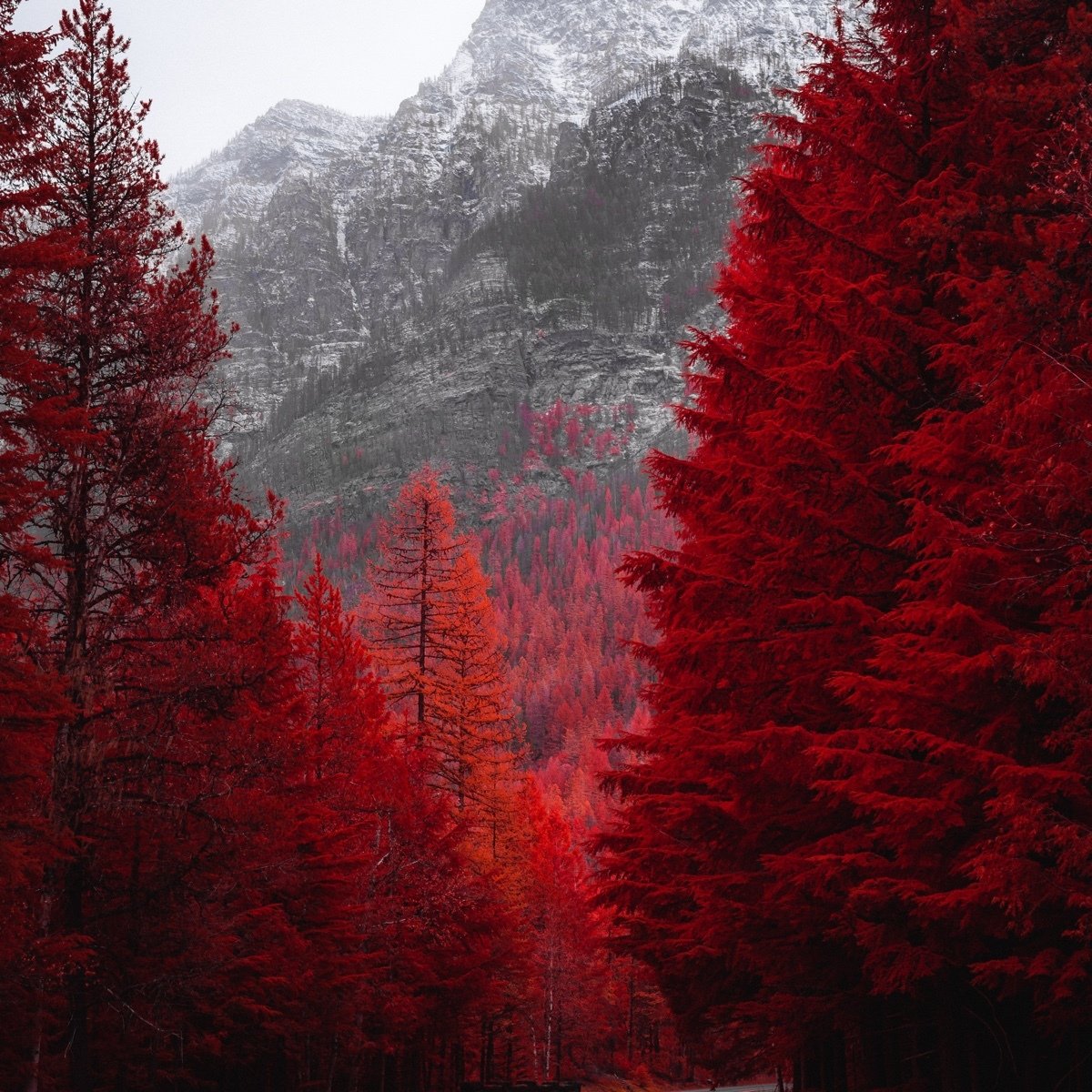Красивое красное дерево. Красная осень. Красная природа. Пейзаж. Лес в красных оттенках.