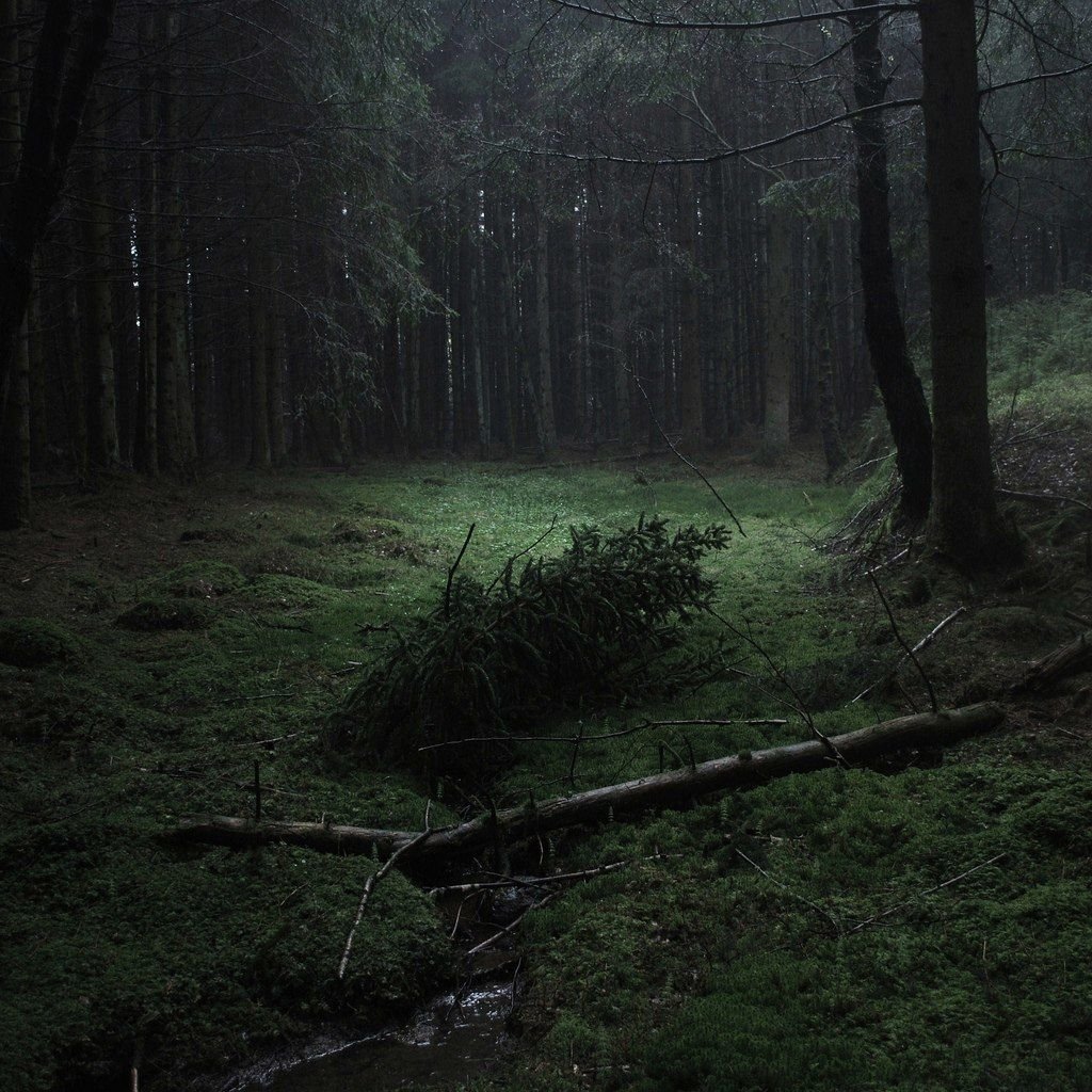 Темная чаща леса. Дарк Форест густой лес. Темный дремучий лес. Страшный лес. Страшный дремучий лес.