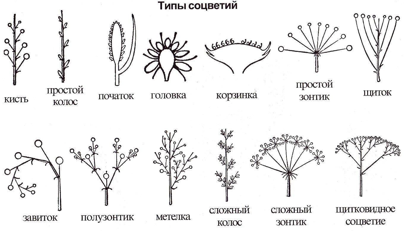 Соцветия покрытосеменных растений. Щитковидная метелка соцветие. Схема типов соцветий. Соцветие кисть и метелка.