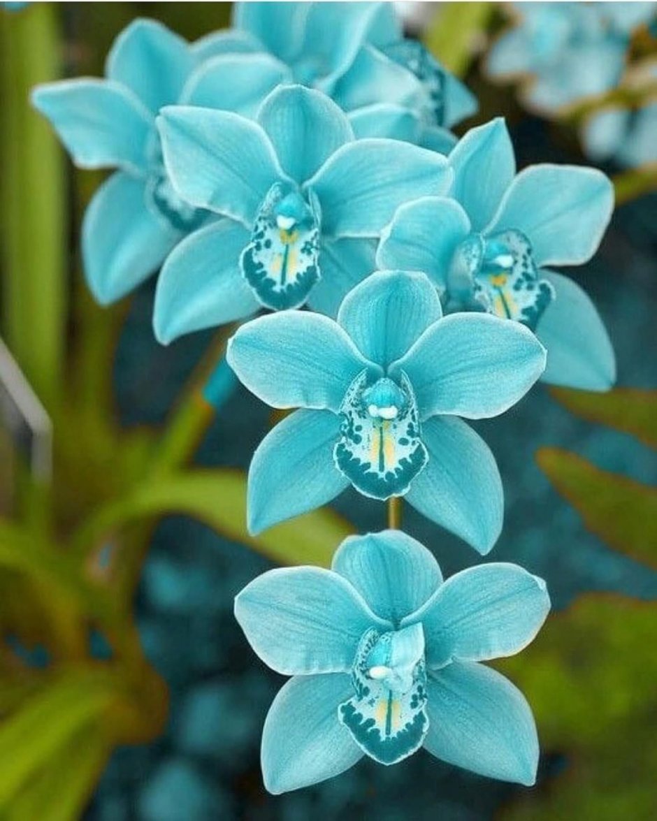Название бирюзовых цветов. Орхидея Цимбидиум голубая. Орхидея Цимбидиум синяя. Орхидея фаленопсис голубая. Бирюзовая Орхидея фаленопсис.