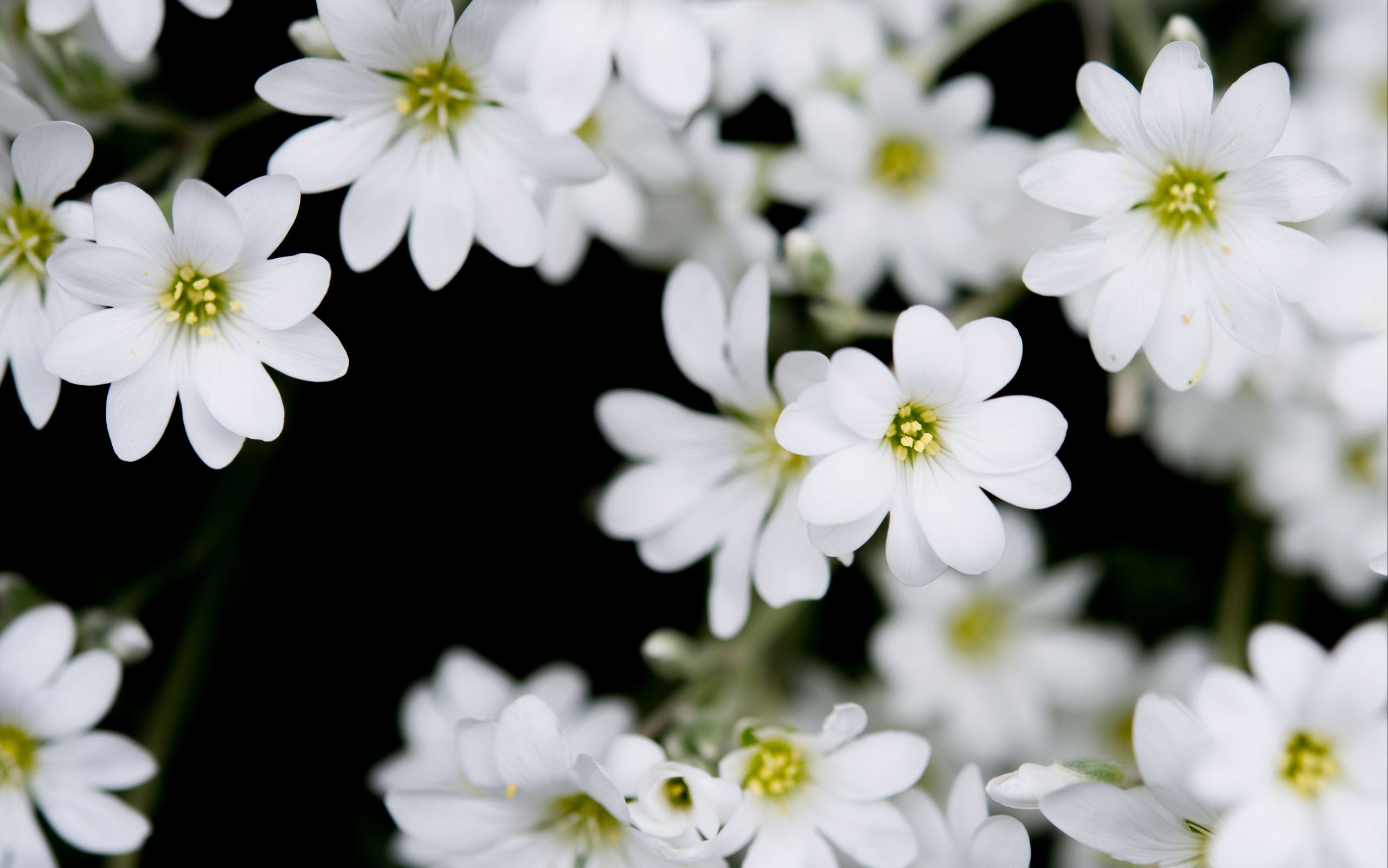 Белые цветочки картинки. Мелкие белые цветы. Маленькие цветочки. Цветок с маленькими белыми цветочками. Красивые мелкие цветы.