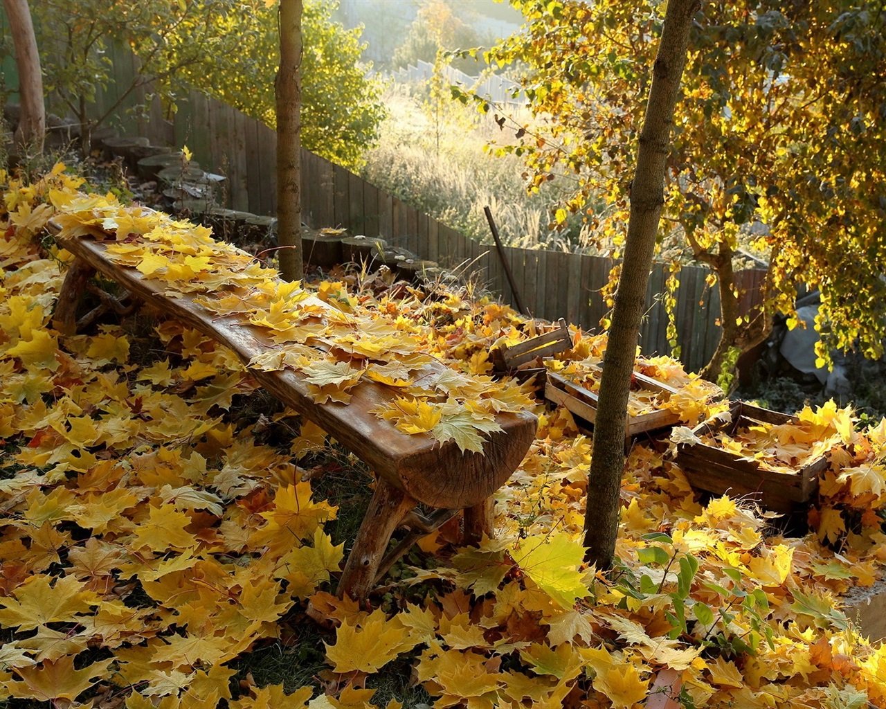 Миша сквозь листву глядит на старинный сад. Осень в саду. Осенний сад. Осень листопад. Листва в саду.