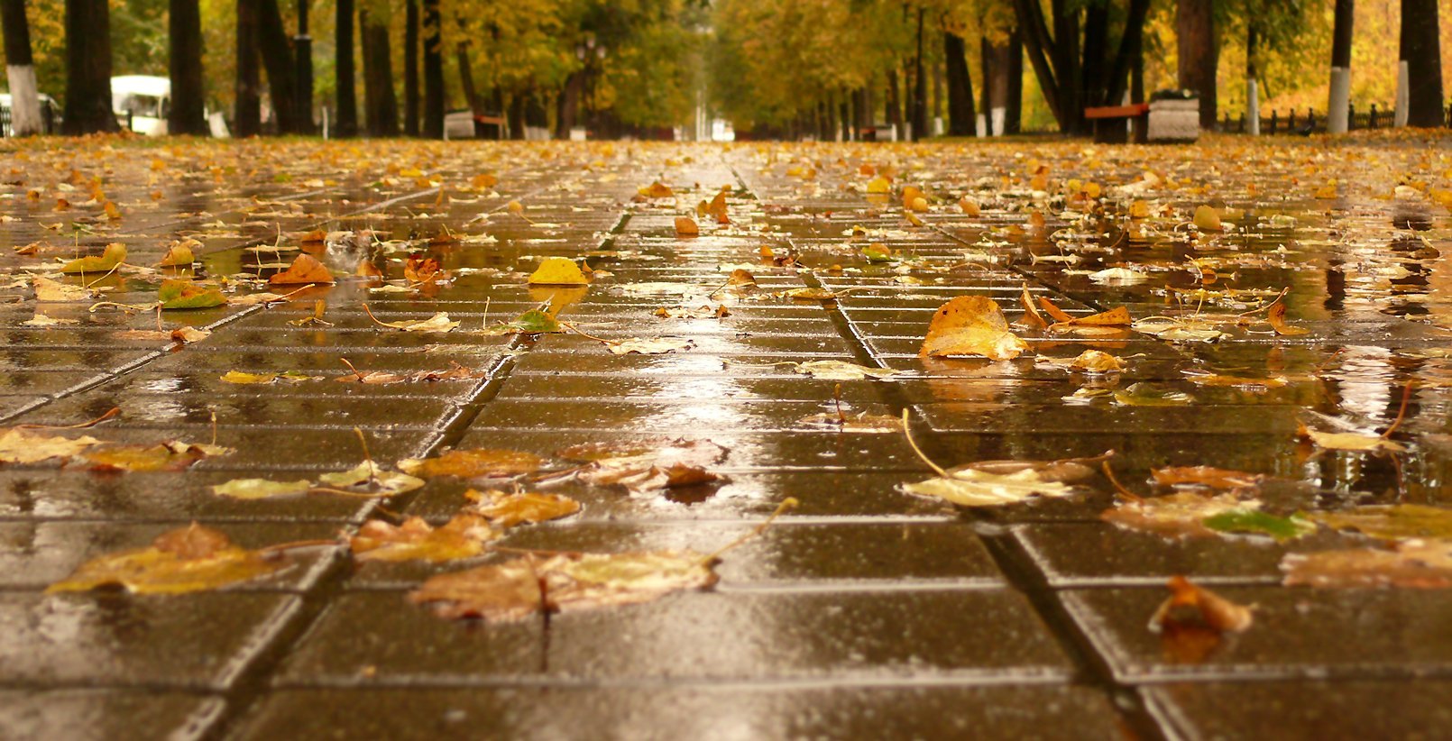 Осень мелкие дожди