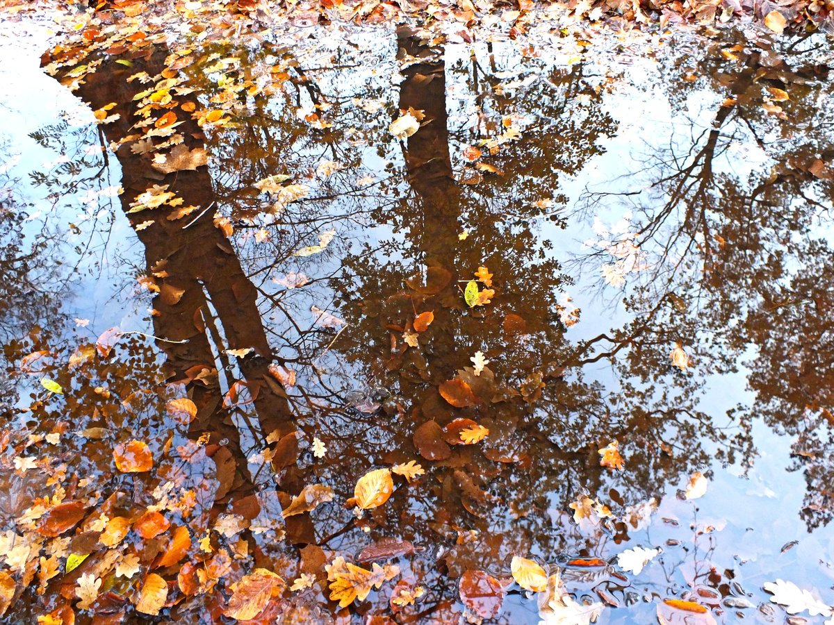 Осенние дождики вовсе не похожи впр 6. Осенние лужи. Дождливая осень. Отражение в луже. Отражение в луже осень.