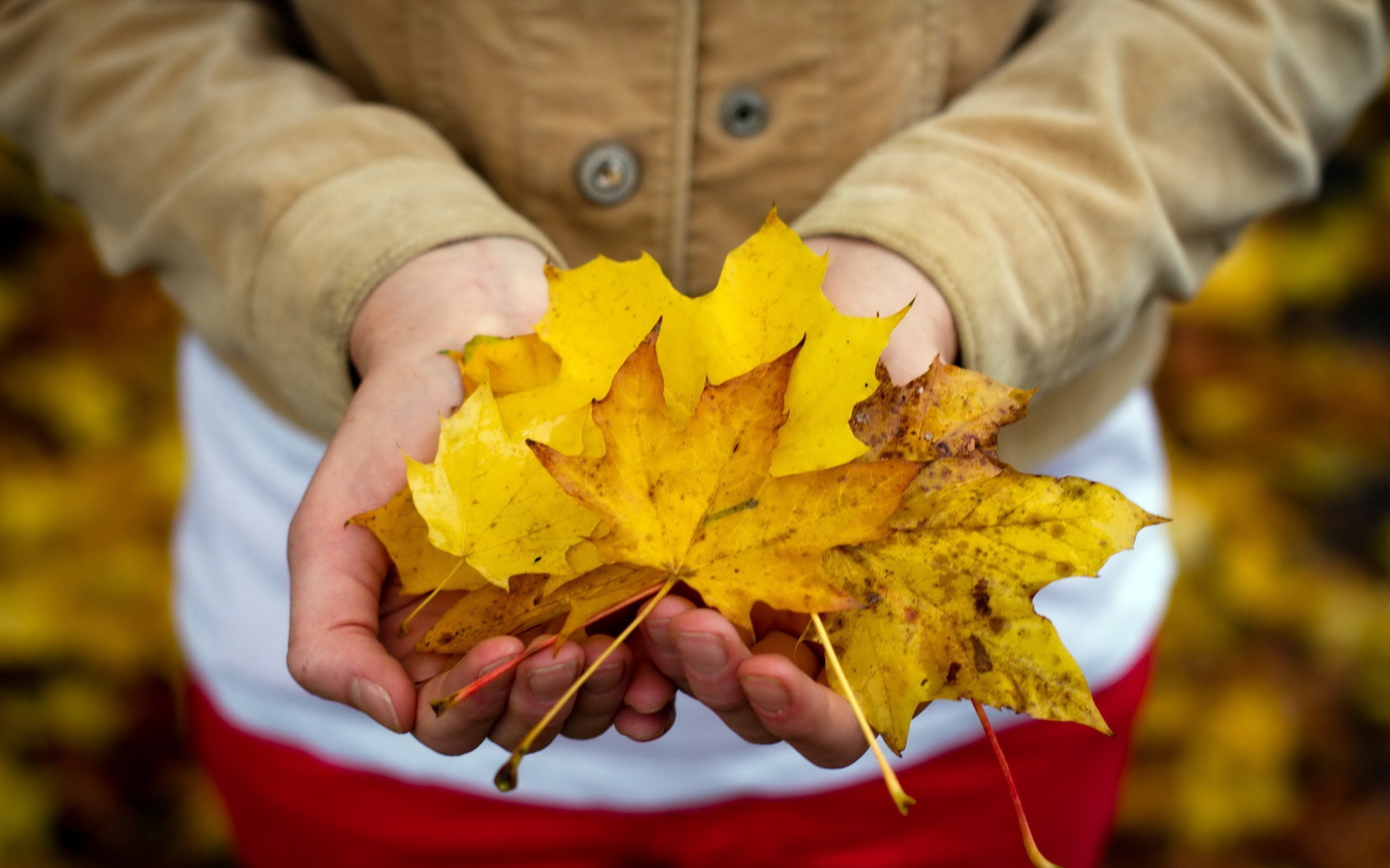 Даже самой теплой осенью листья желтеют. Осень листья. Букет из осенних листьев. Осенний лист на ладони. Осенние листья в руках.