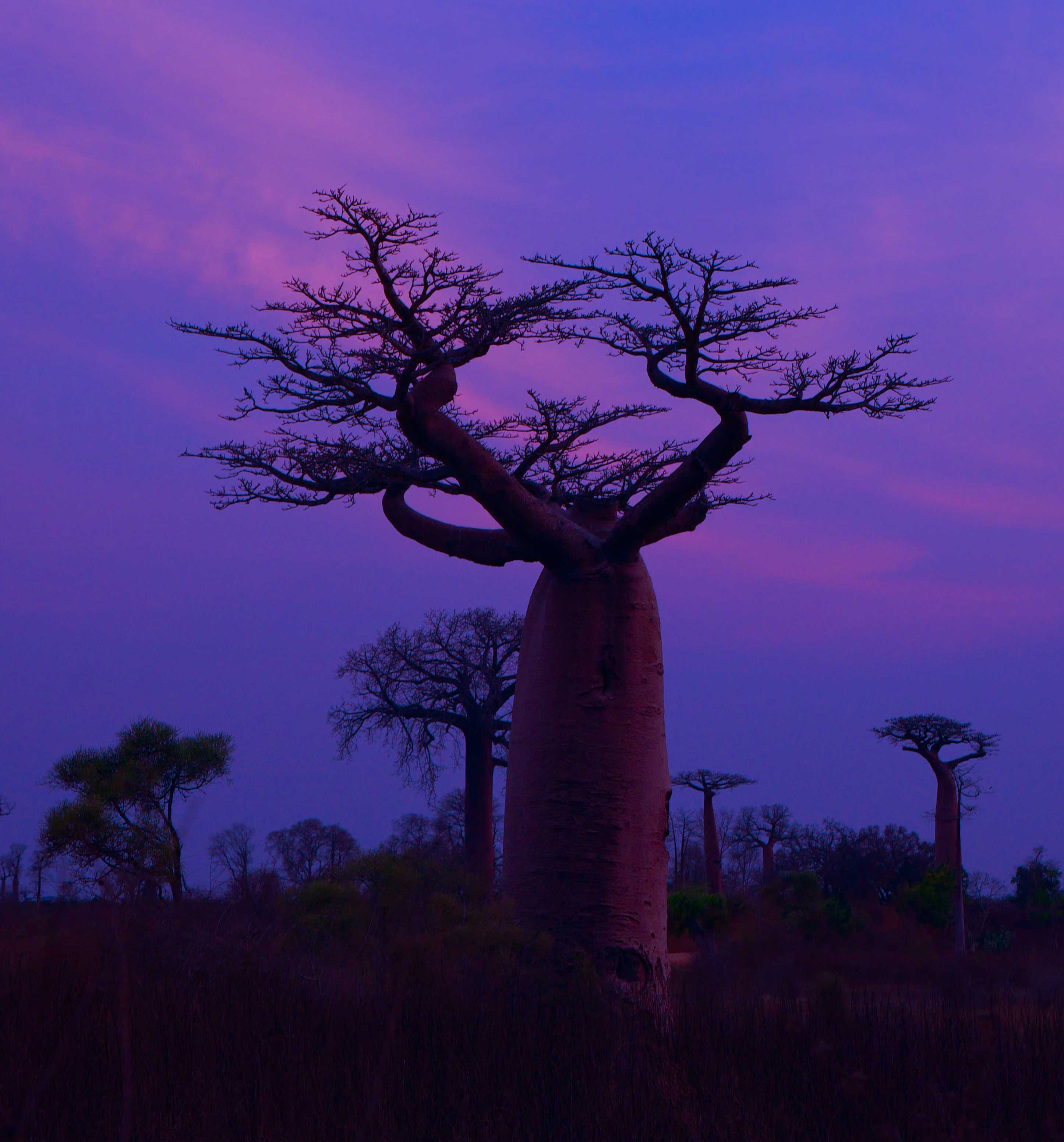 Баобаб википедия. Баобаб дерево. Адансония Мадагаскарская. Баобаб в саванне. Африканское дерево баобаб.