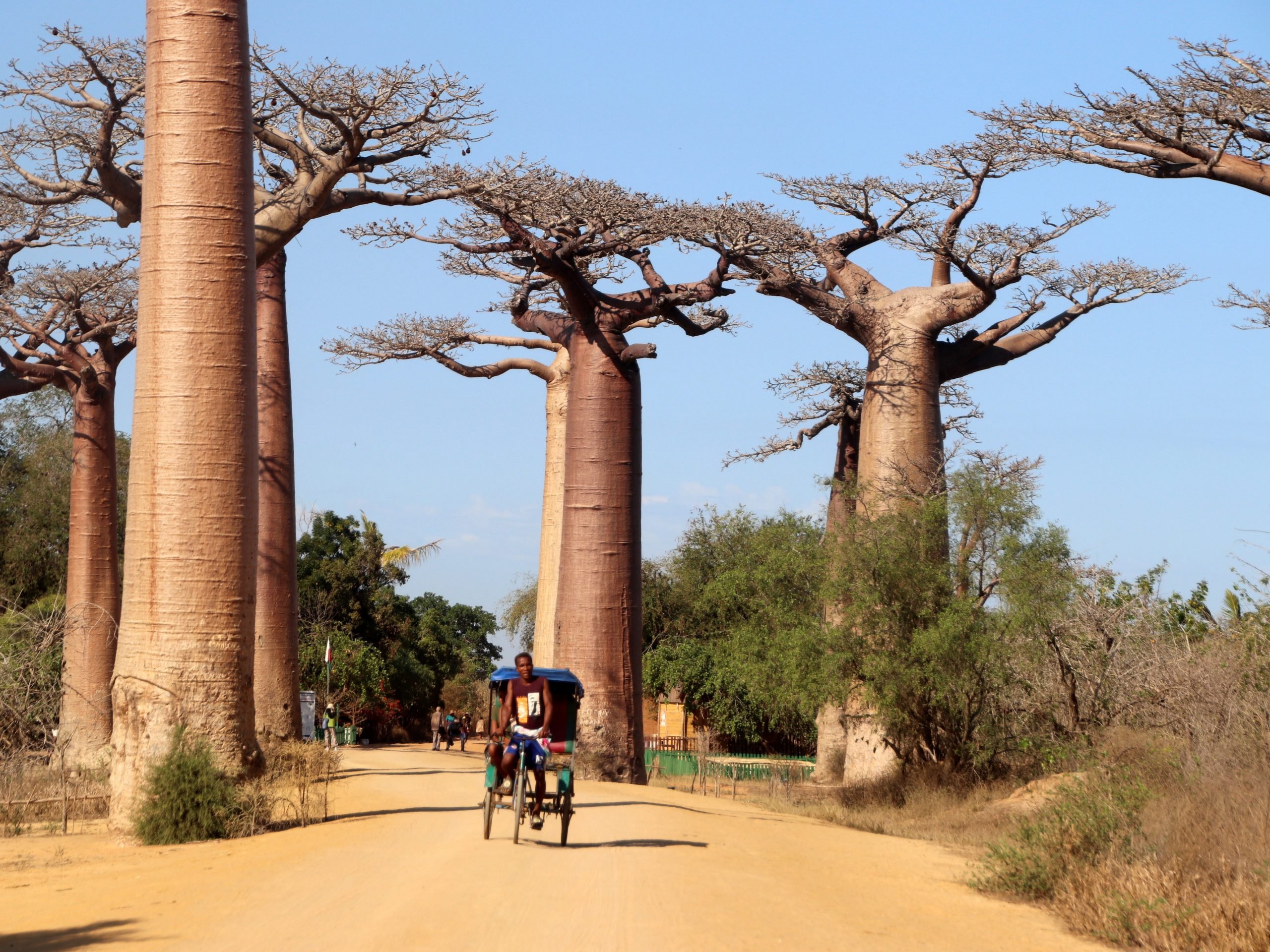 Баобаб википедия. Эфиопия баобаб. Баобаб дерево. Сенегальский баобаб. Баобаб дерево в пустыне.
