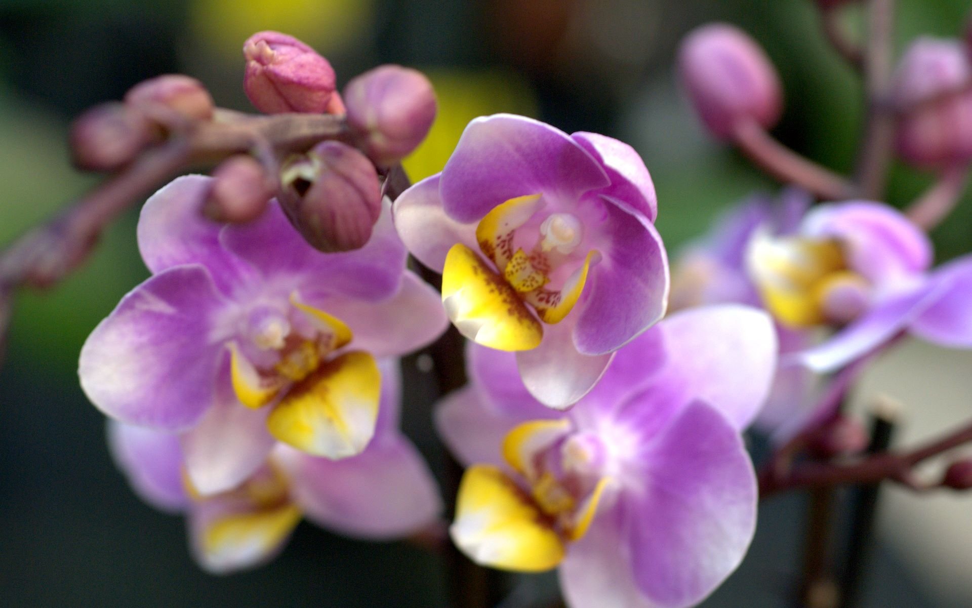 Орхидеи желто розовые. Фаленопсис Лилак. Орхидея фаленопсис Лилак. Yellow Lilac фаленопсис. Фаленопсис Daisy.