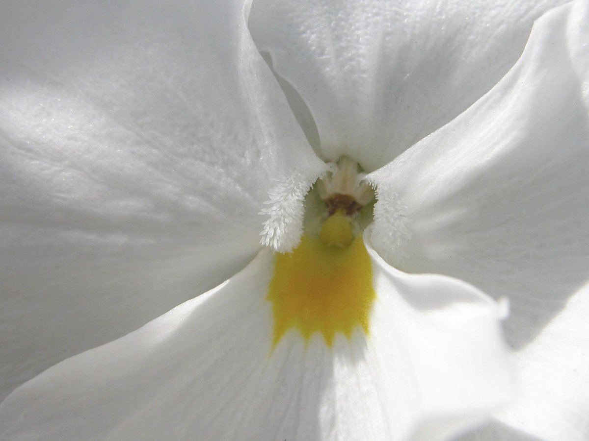 Изжелта белые. Белые цветы. Белый цветок с желтой серединкой. Цветок с белыми лепестками и жёлтой серединой. Белый цветок с желтым пестиком.