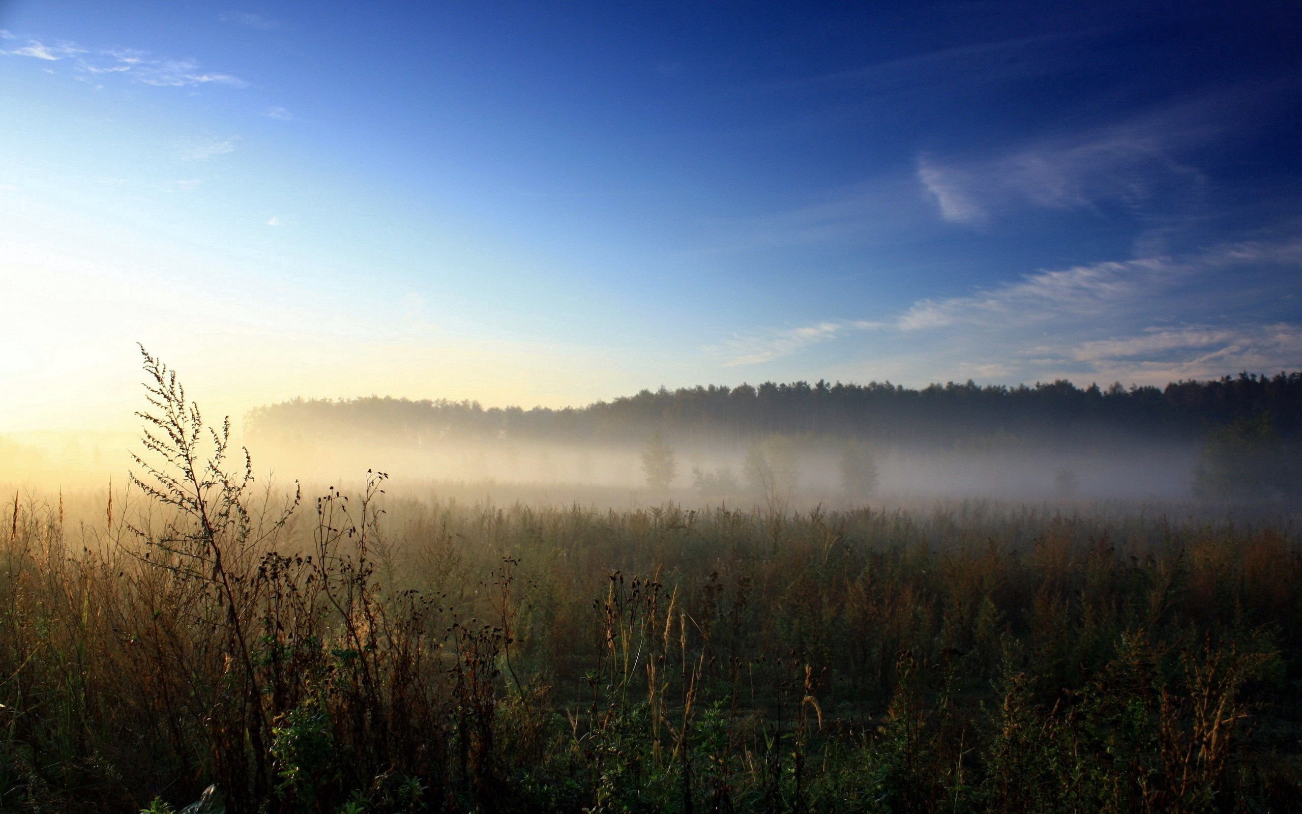 Чуть колышется. Утренний туман. Утренний пейзаж. Природа в дымке. Поле в тумане.