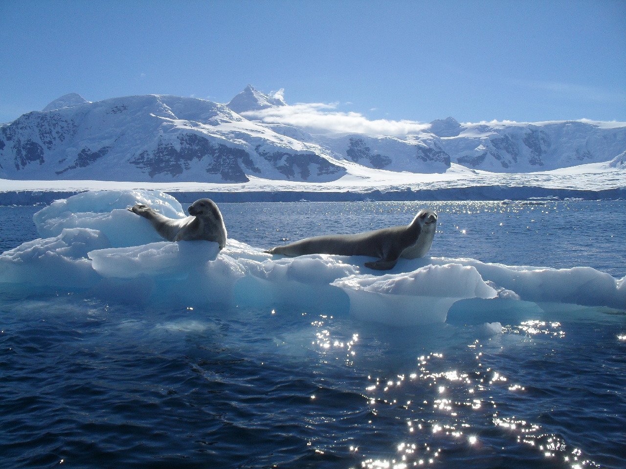 Бассейн антарктического океана реки. Южный Ледовитый океан. Море Скоша моря Южного океана. Морж Северного Ледовитого океана. Южный берег Северного Ледовитого океана.