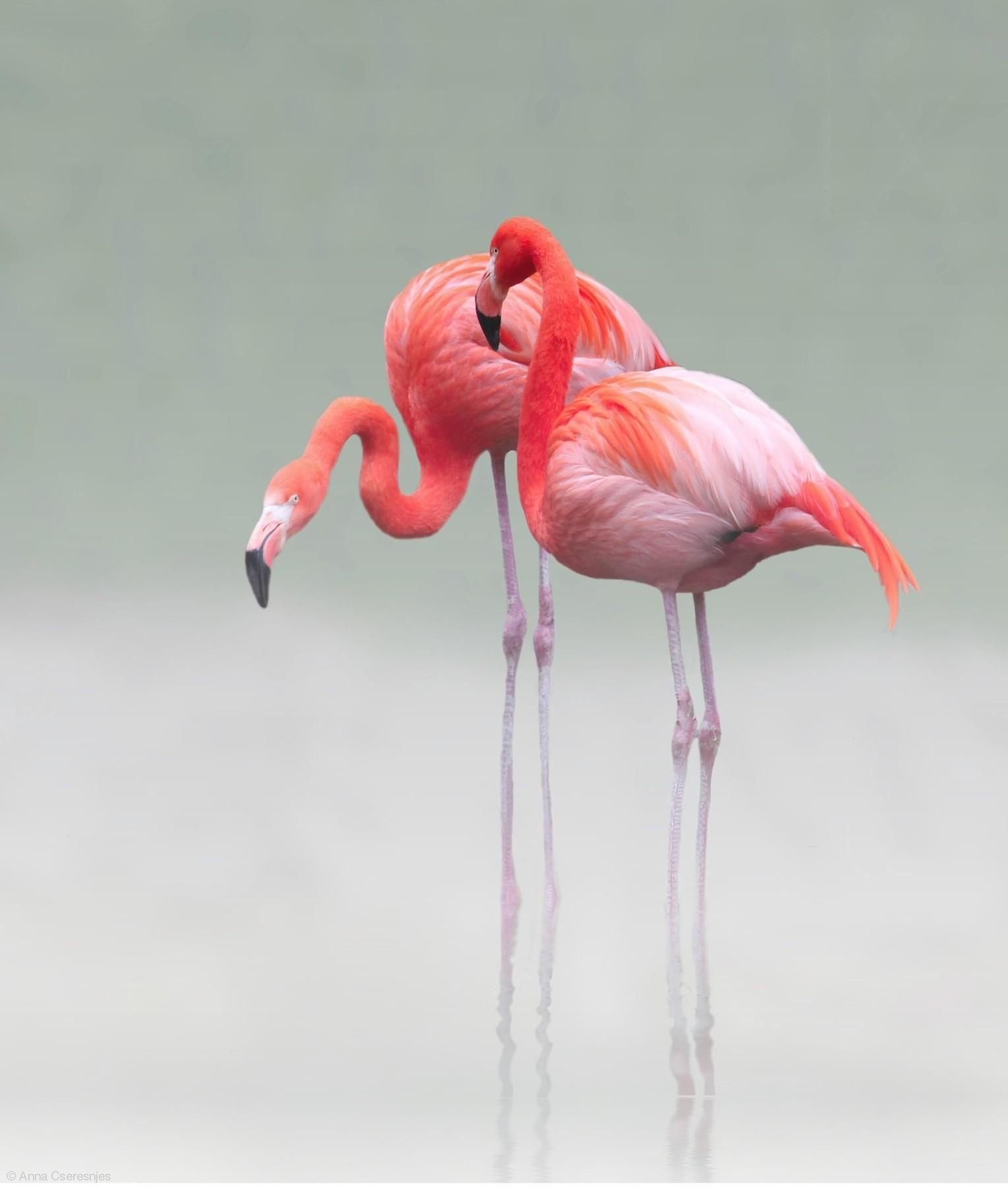 Фламинго танцует. Фламинго птица. Розовый Фламинго. Карликовый Фламинго. Фламинго Дэвид Фебланд.