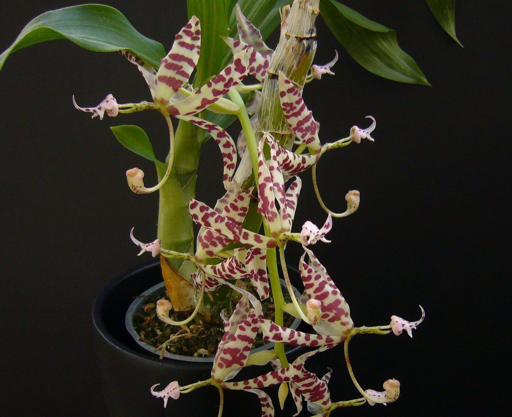 Ароматные фаленопсисы. Орхидея Cycnoches. Орхидея Цикнохес. Ароматные орхидеи фаленопсис. Цикнохес пентадактилон Орхидея.