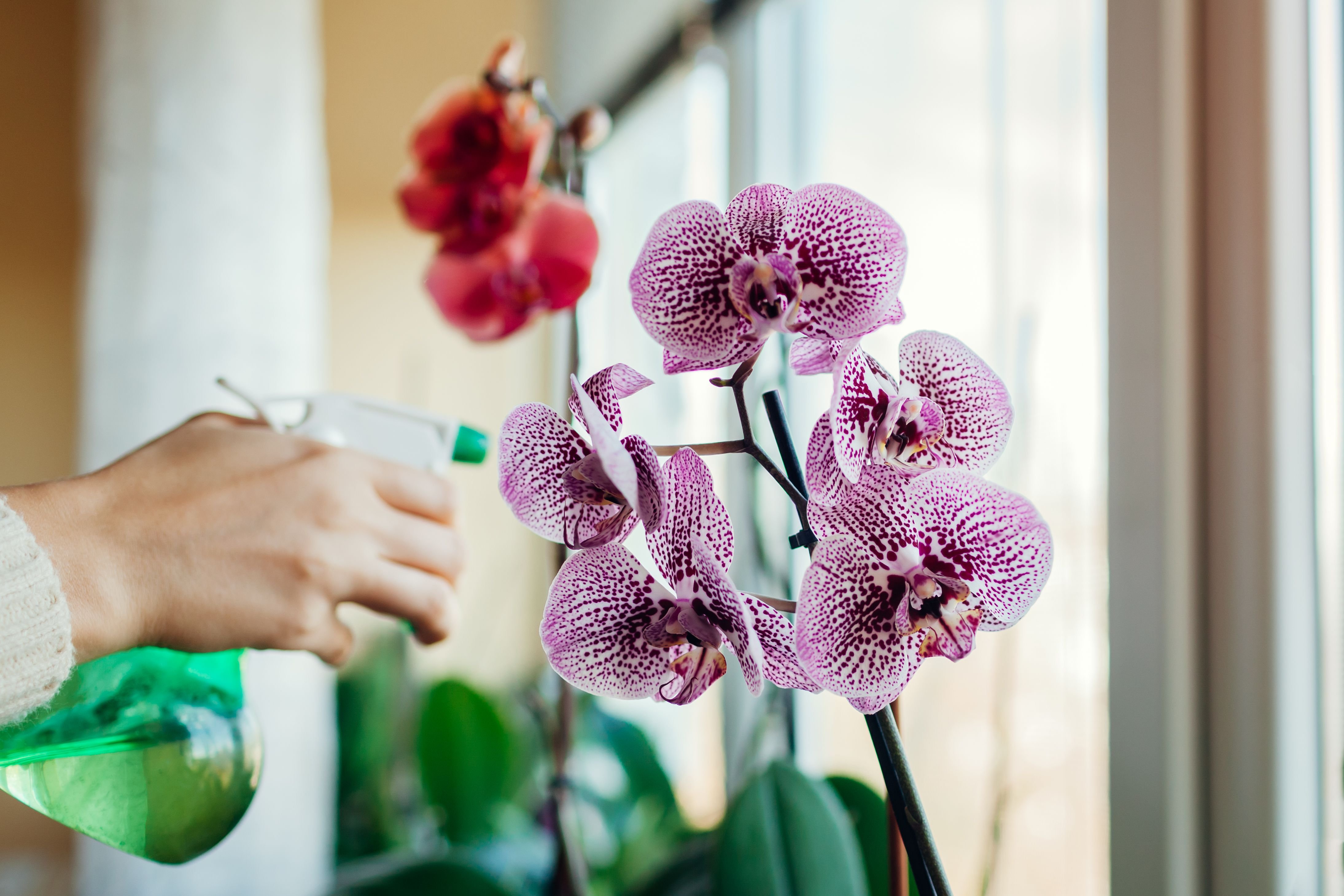 Орхидеи на подоконнике. Цветение орхидеи. Цветок похожий на орхидею. Цветы орхидеи на подоконнике.
