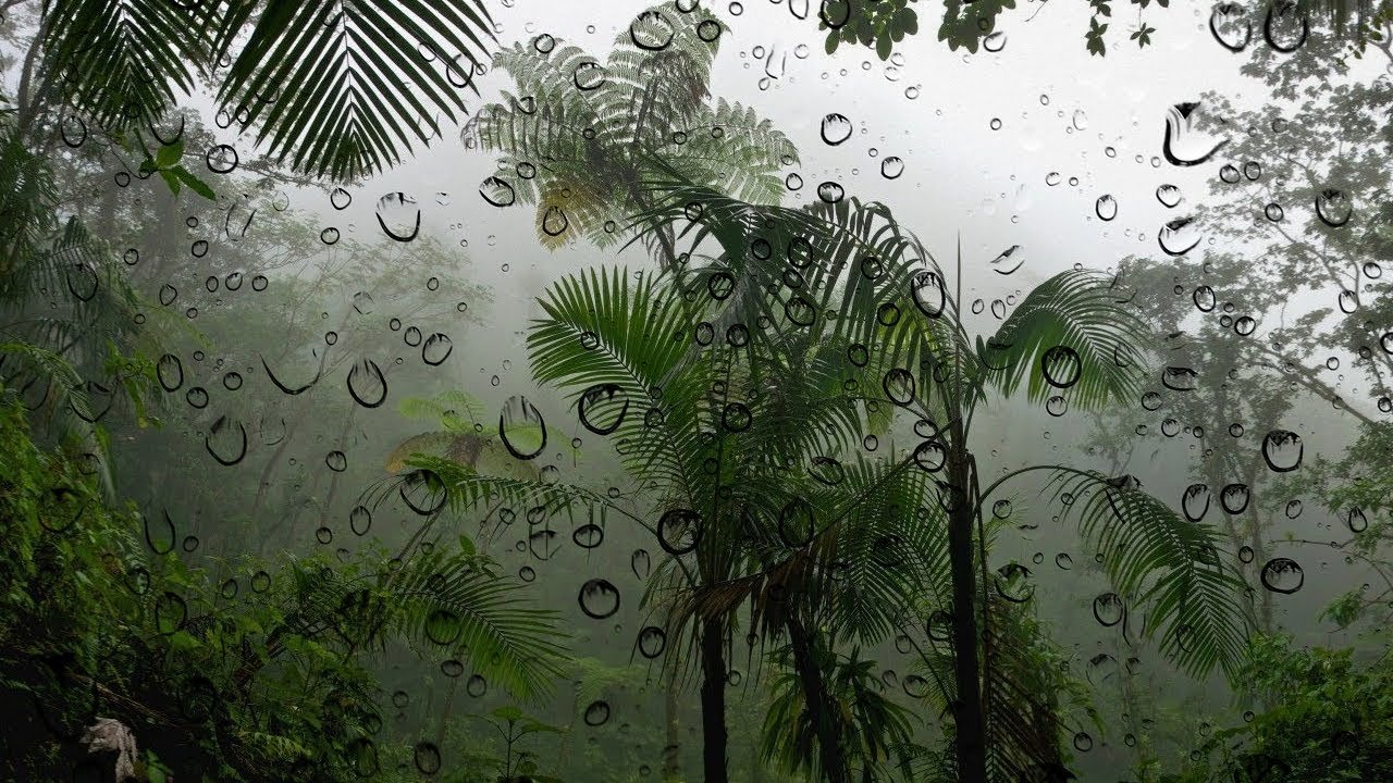 Влажные тропические леса климат. Климат тропических лесов Tropical. Дождь в тропиках. Дождь в тропическом лесу.