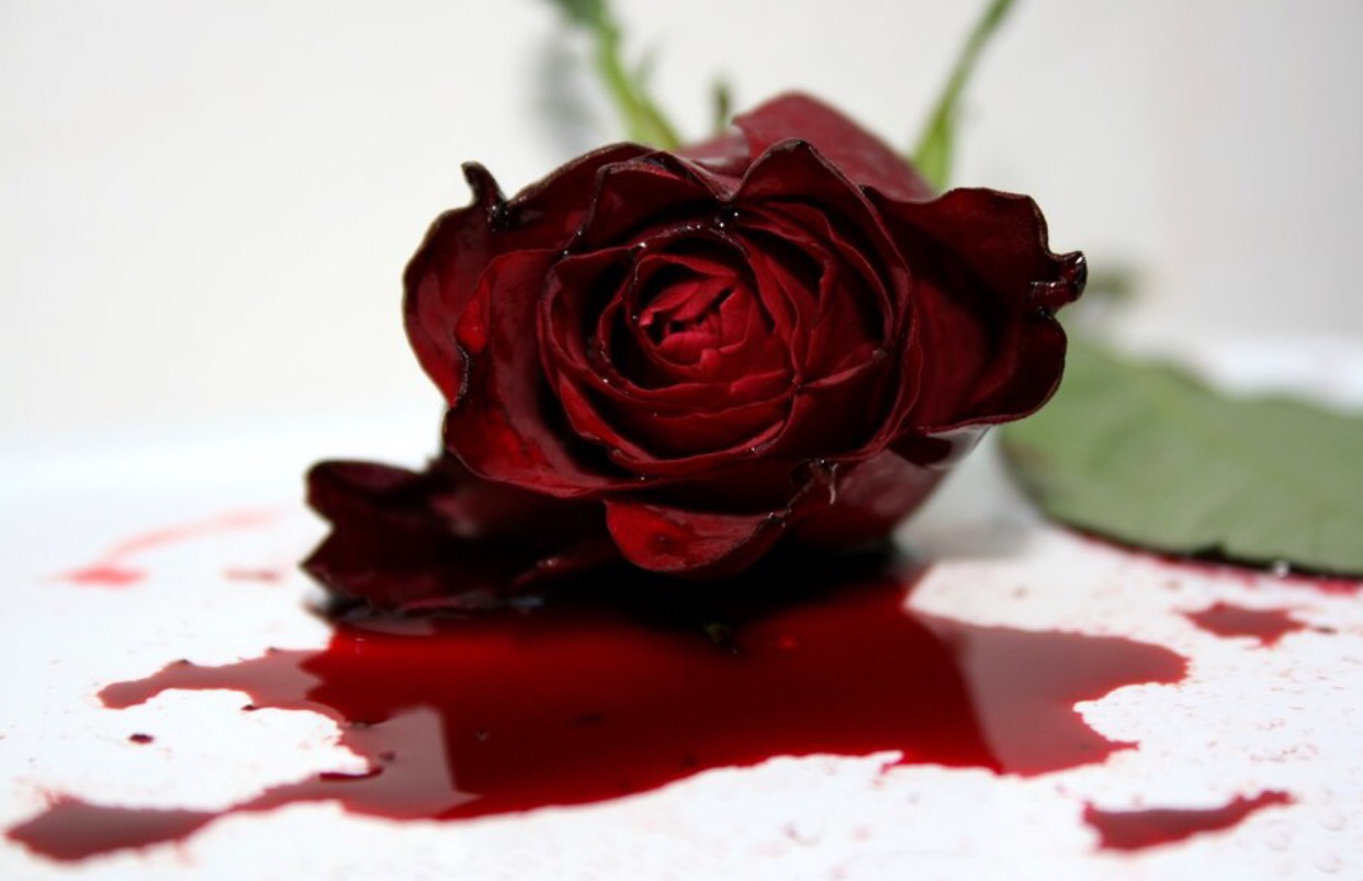 Кроваво красные розы. Темно алые розы а на душе