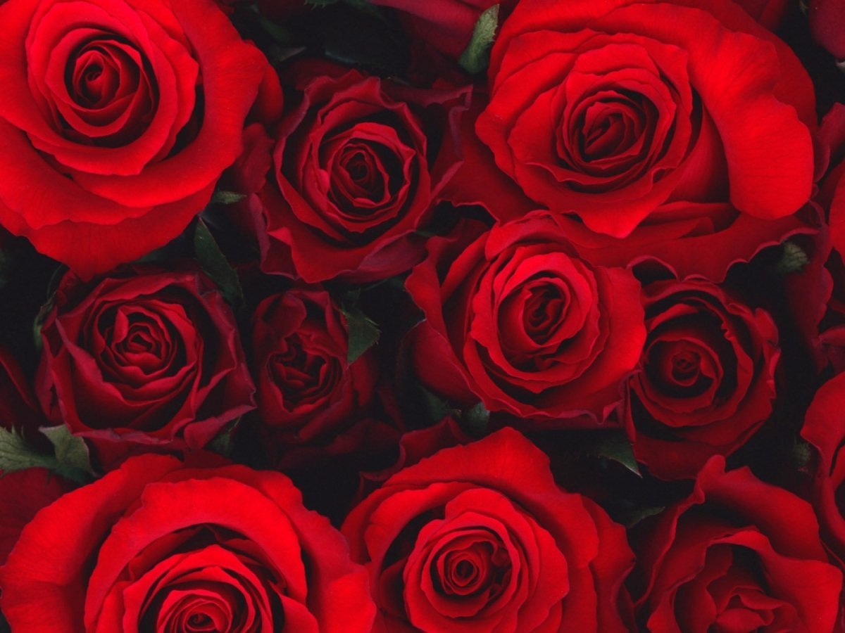 1415 роз. Красные розы. Цветы розы красные. Обои на рабочий стол красные розы. Цветы на Красном фоне.
