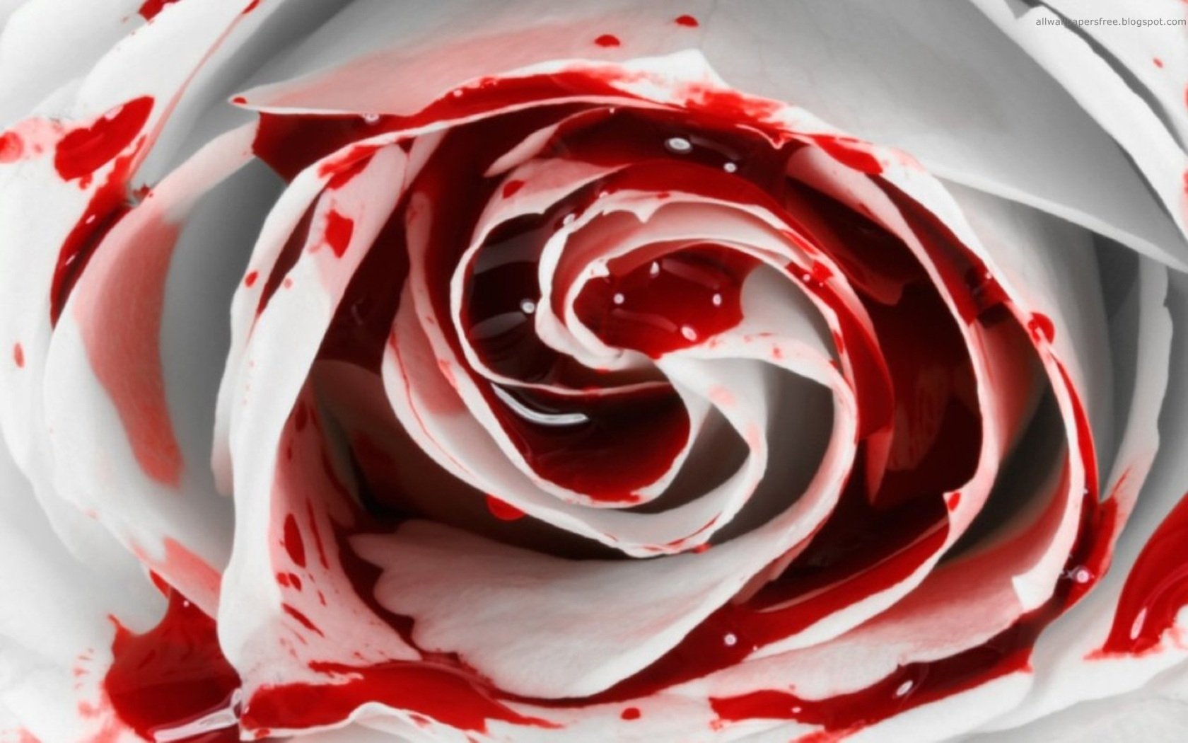 Красно белые цветы. Кроваво красные розы. Красная белизна