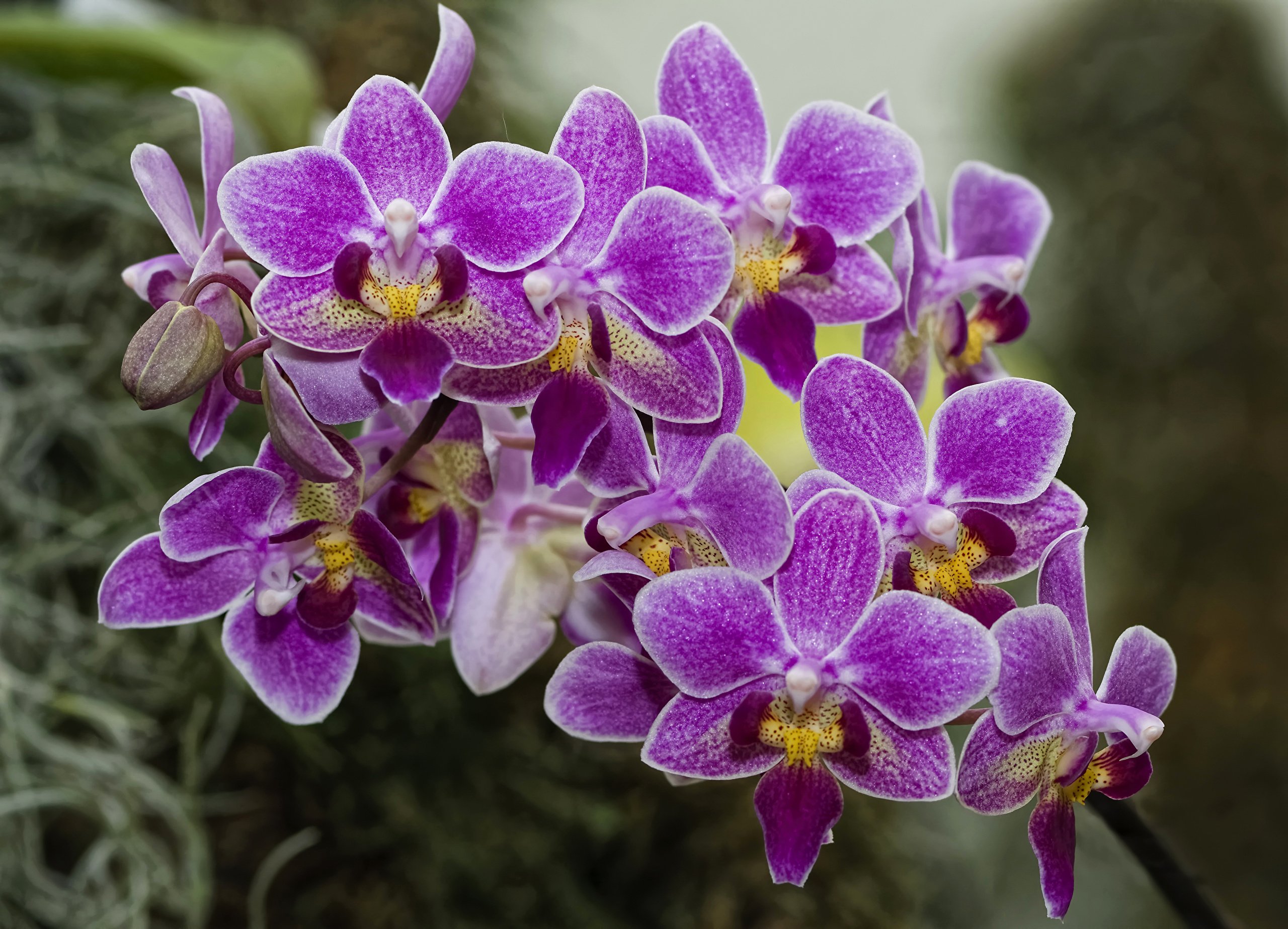 Flowers orchids. Фаленопсис Mirach. Фаленопсис Тровато. Орхидеи Orchid. Фаленопсис Пиниф.