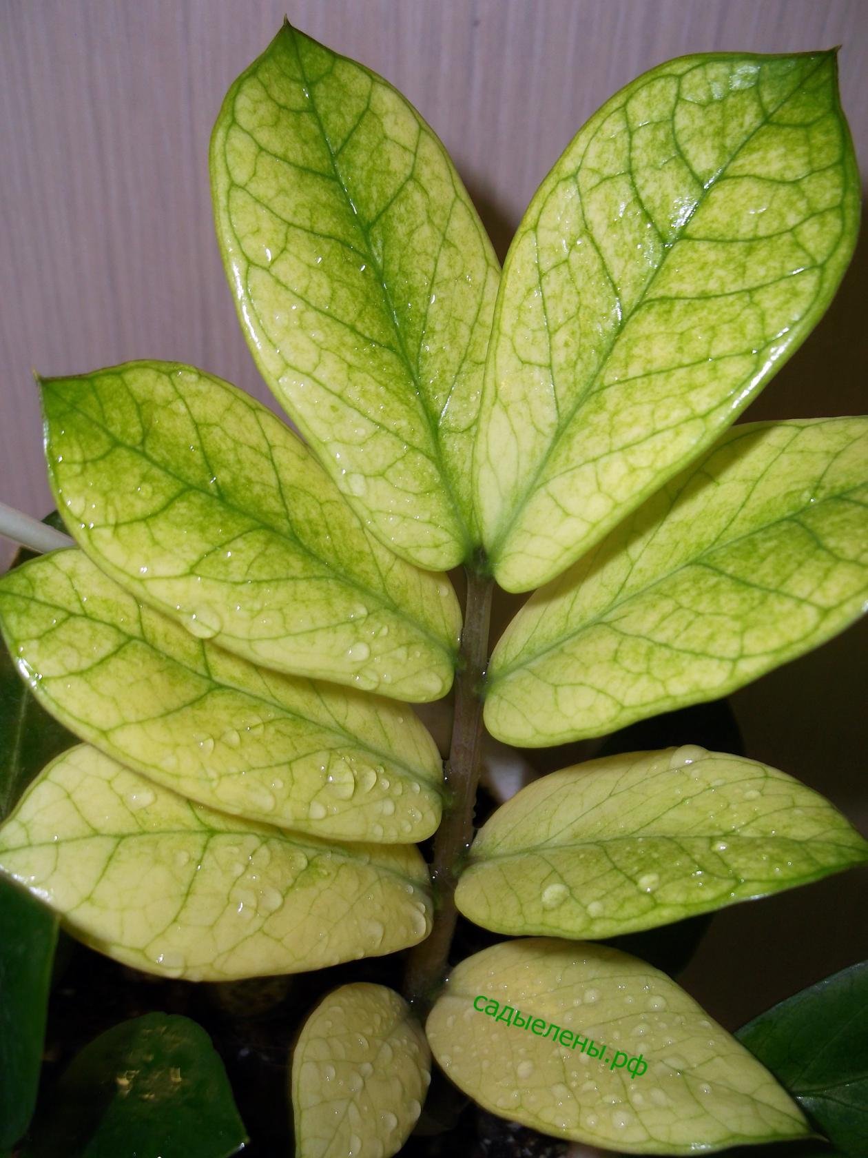 Биг лив. Замиокулькас тайский вариегатный. Замиокулькас Акебоно. Замиокулькас Вариегата. Замиокулькас long Leaf.