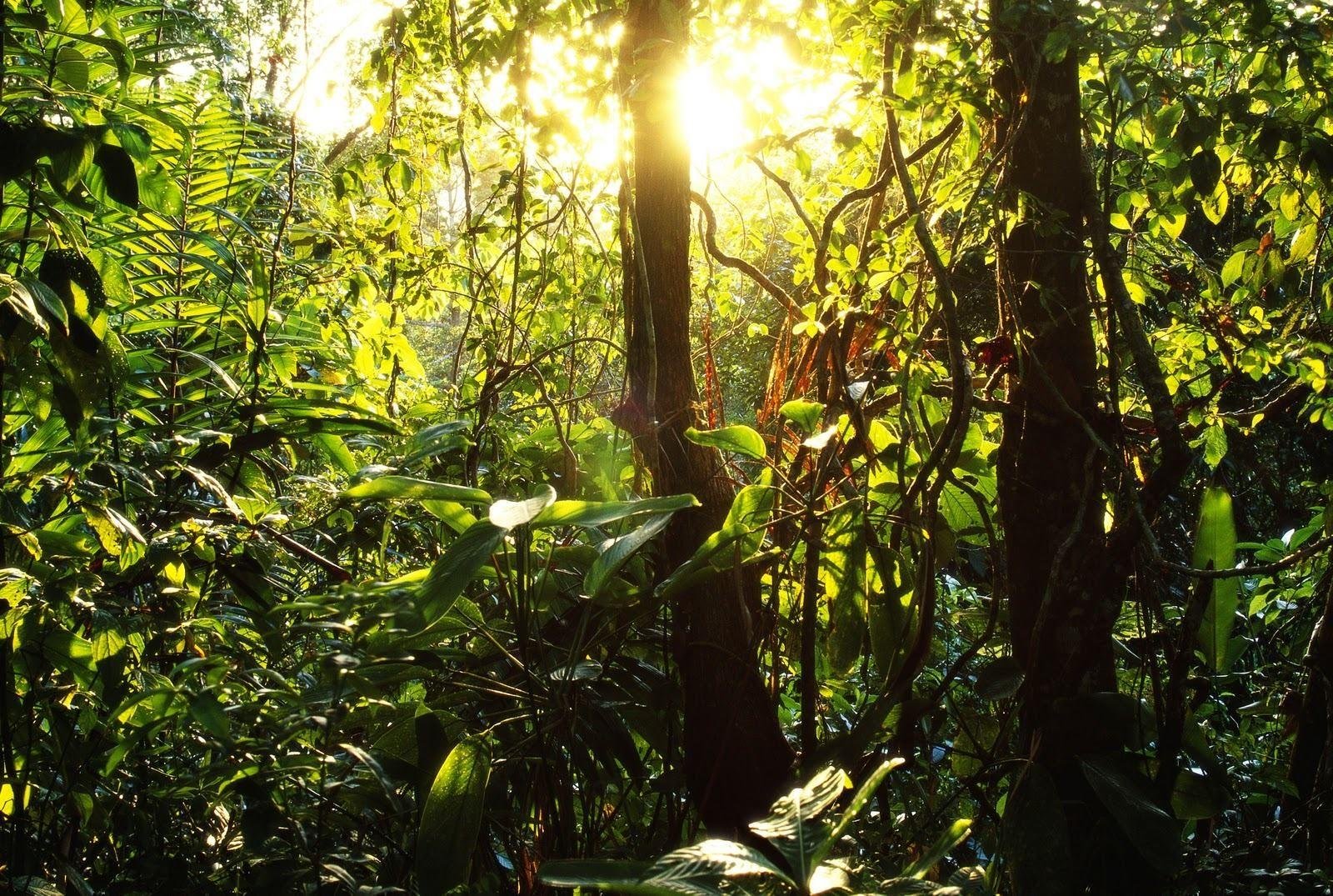 Вечнозелёные тропические леса Южной Америки. Муссонные леса Южной Америки. Тропикал Рейнфорест. Муссонные листопадные леса. Описание джунглей