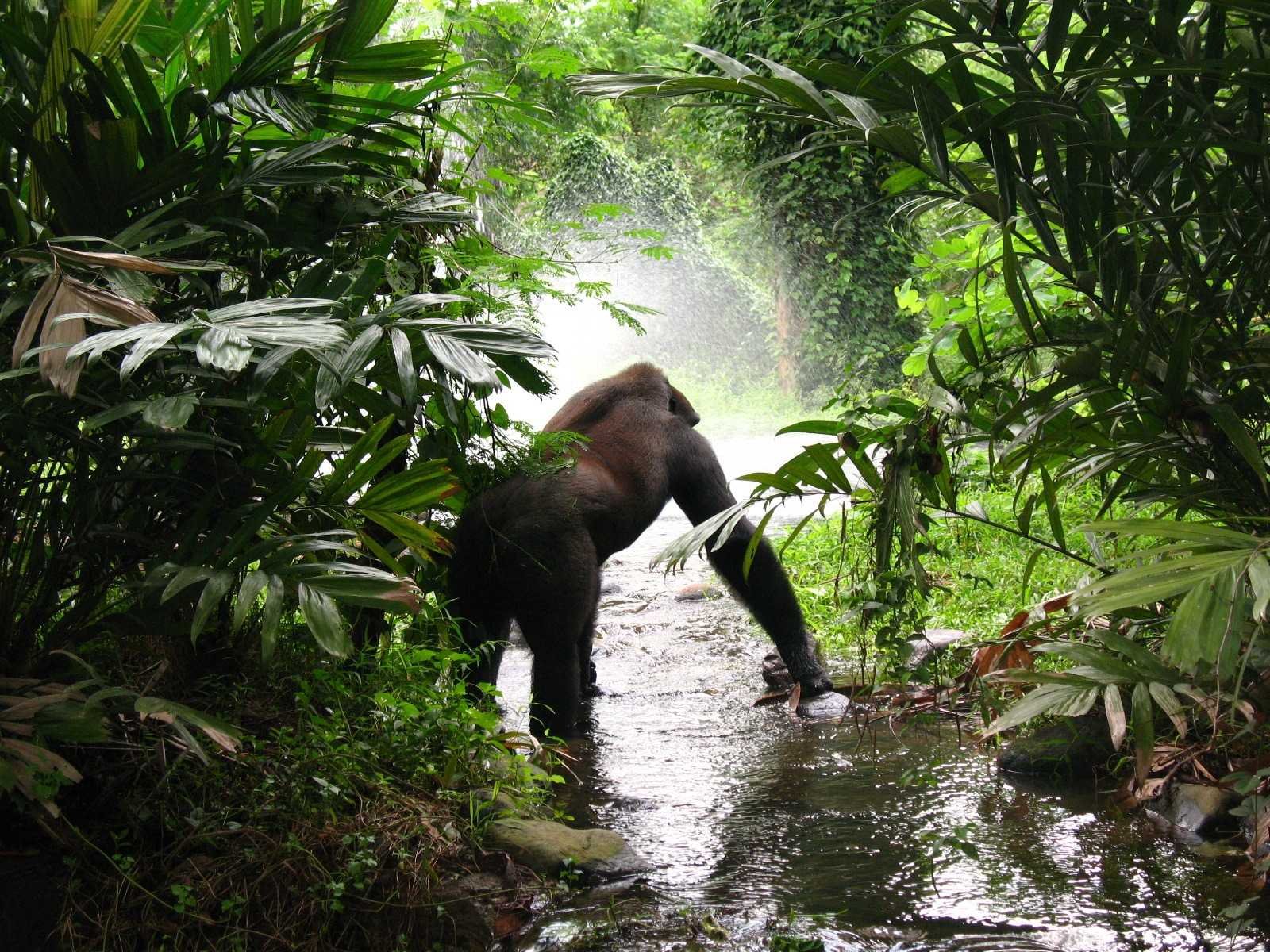 Африканские джунгли с шимпанзе. Джунгли Африки гориллы. Горилла в джунглях. Тропические леса Африки приматы. Сила джунглей