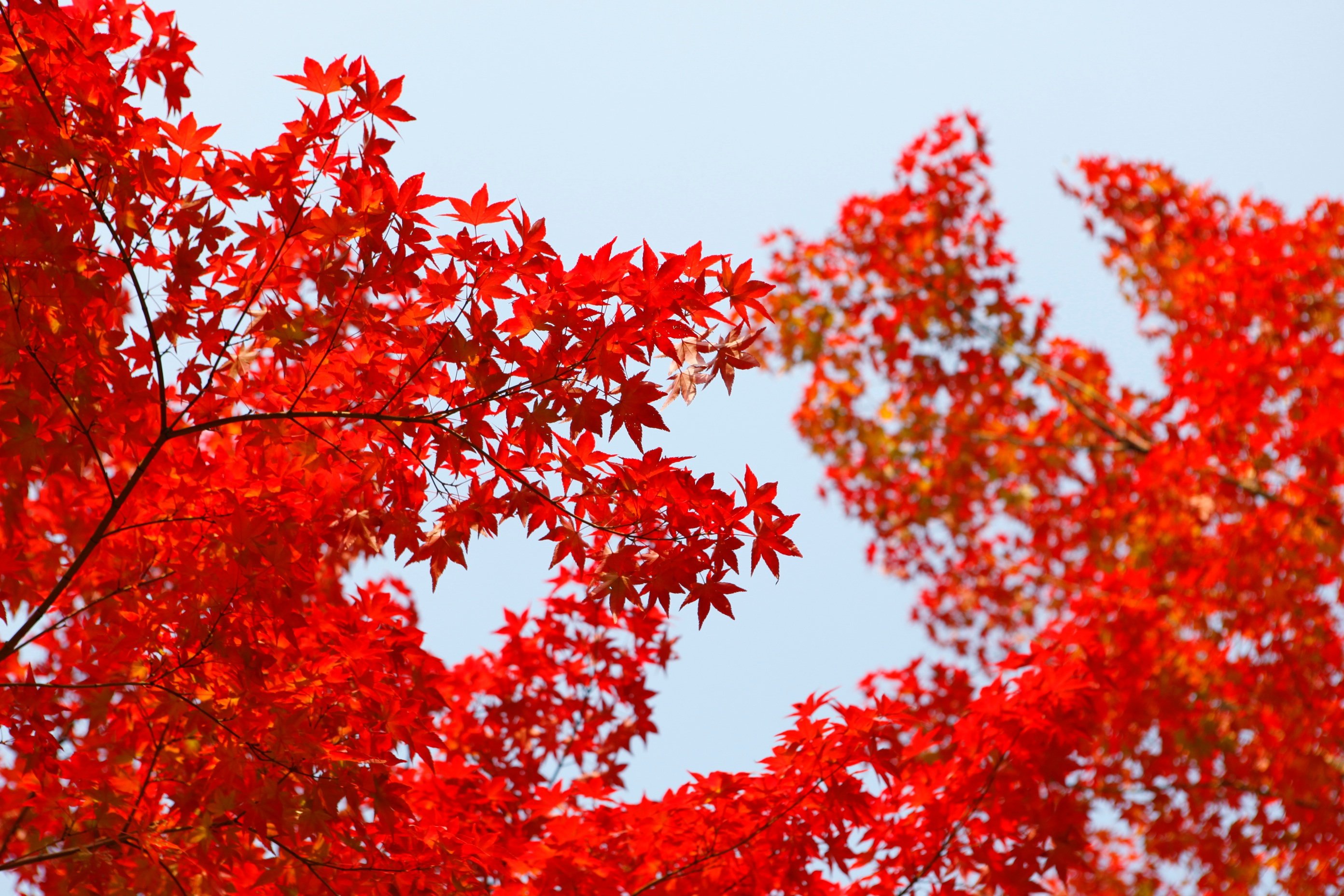 Багряный шар. Клен красный Red Sunset. Красный клен Геншин. Acer rubrum (клен красный) 'Red Sunset'. Клен канадский красный.