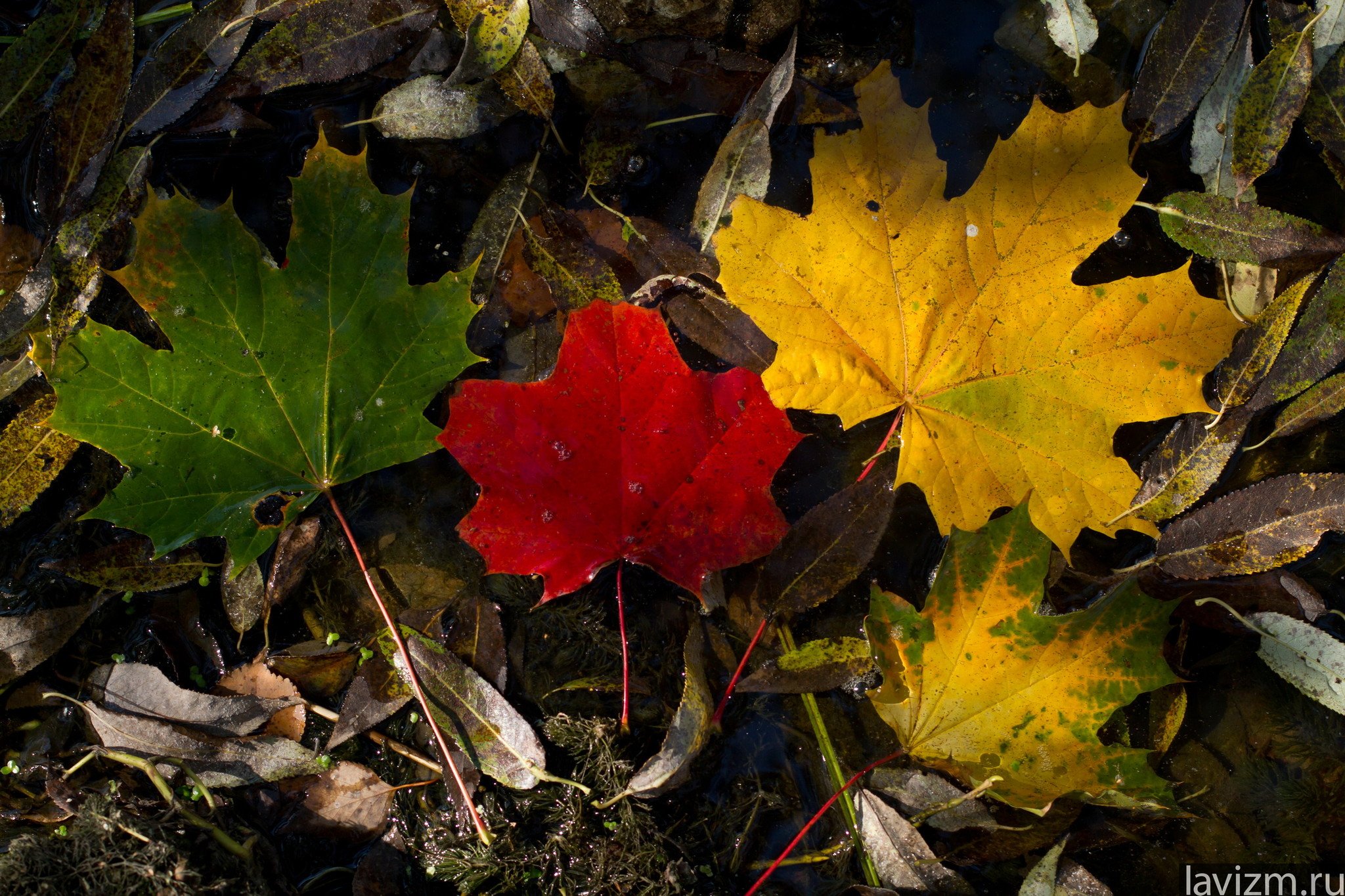 Листья клена желтые и красные
