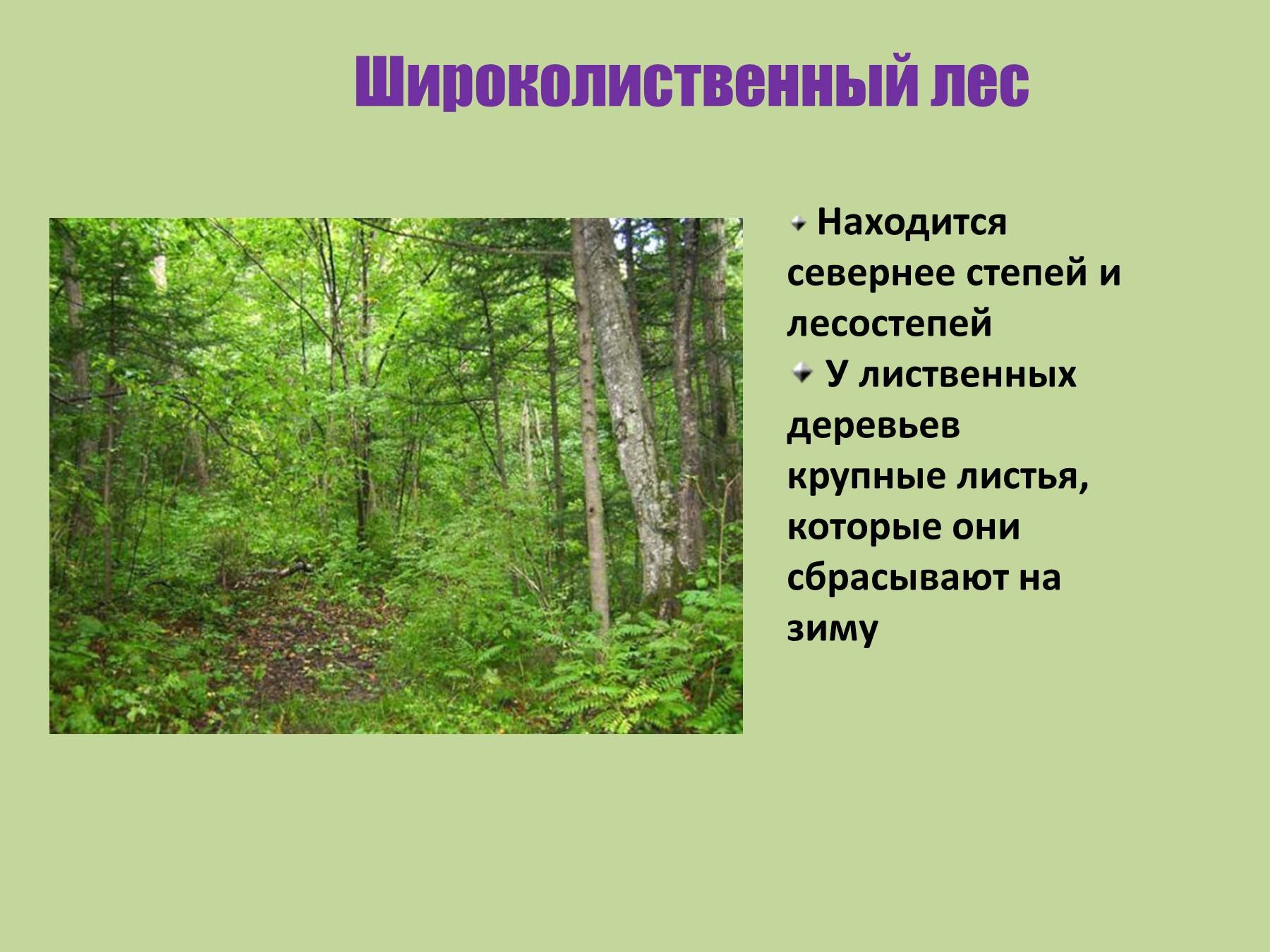 Смешанные леса местоположение